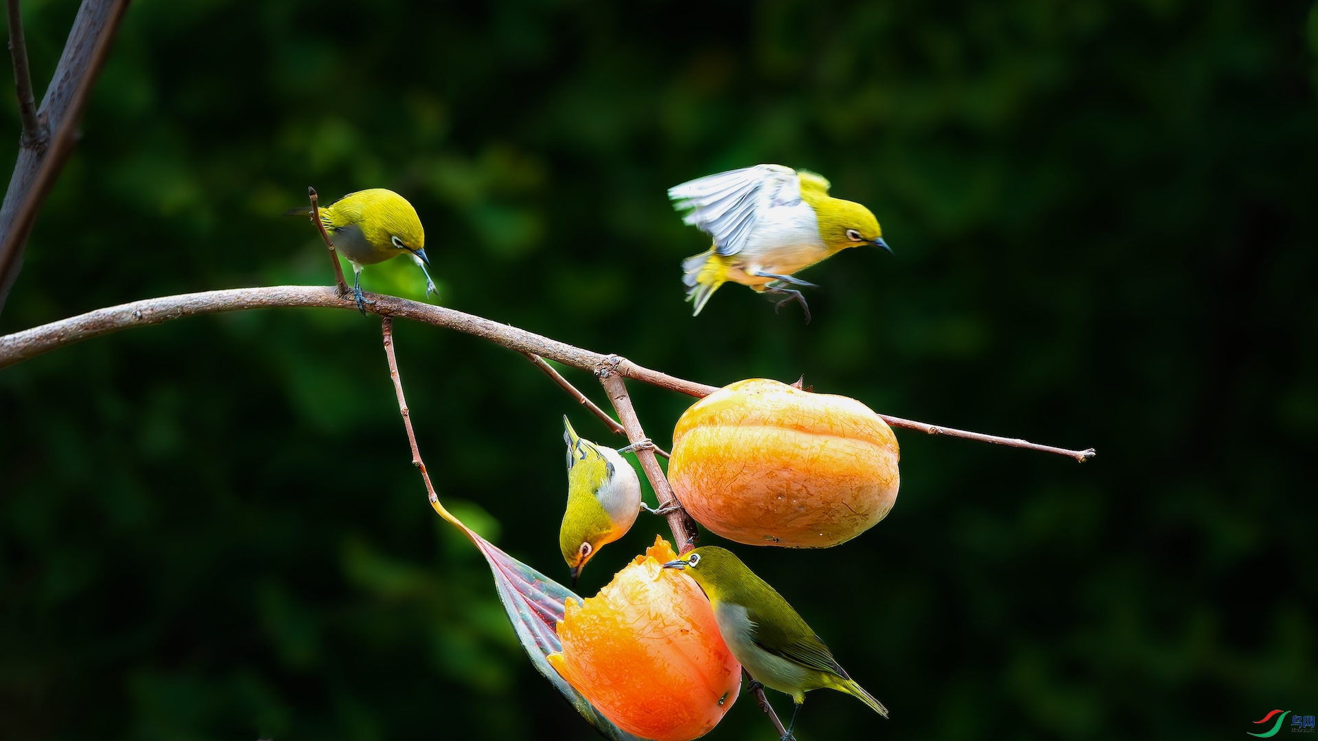 1_XXL1887-����ǿ-NR-1-1-1 2.jpeg