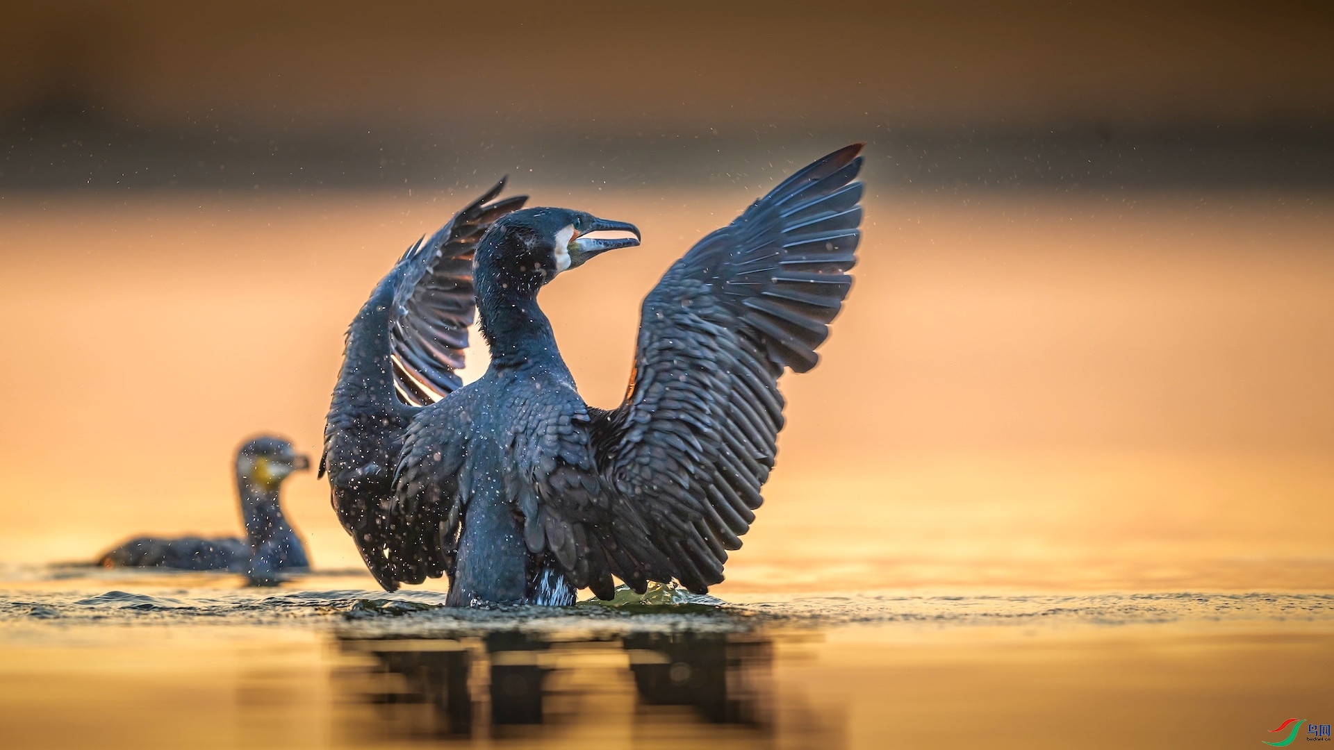 1_XXL2516 ����.jpeg