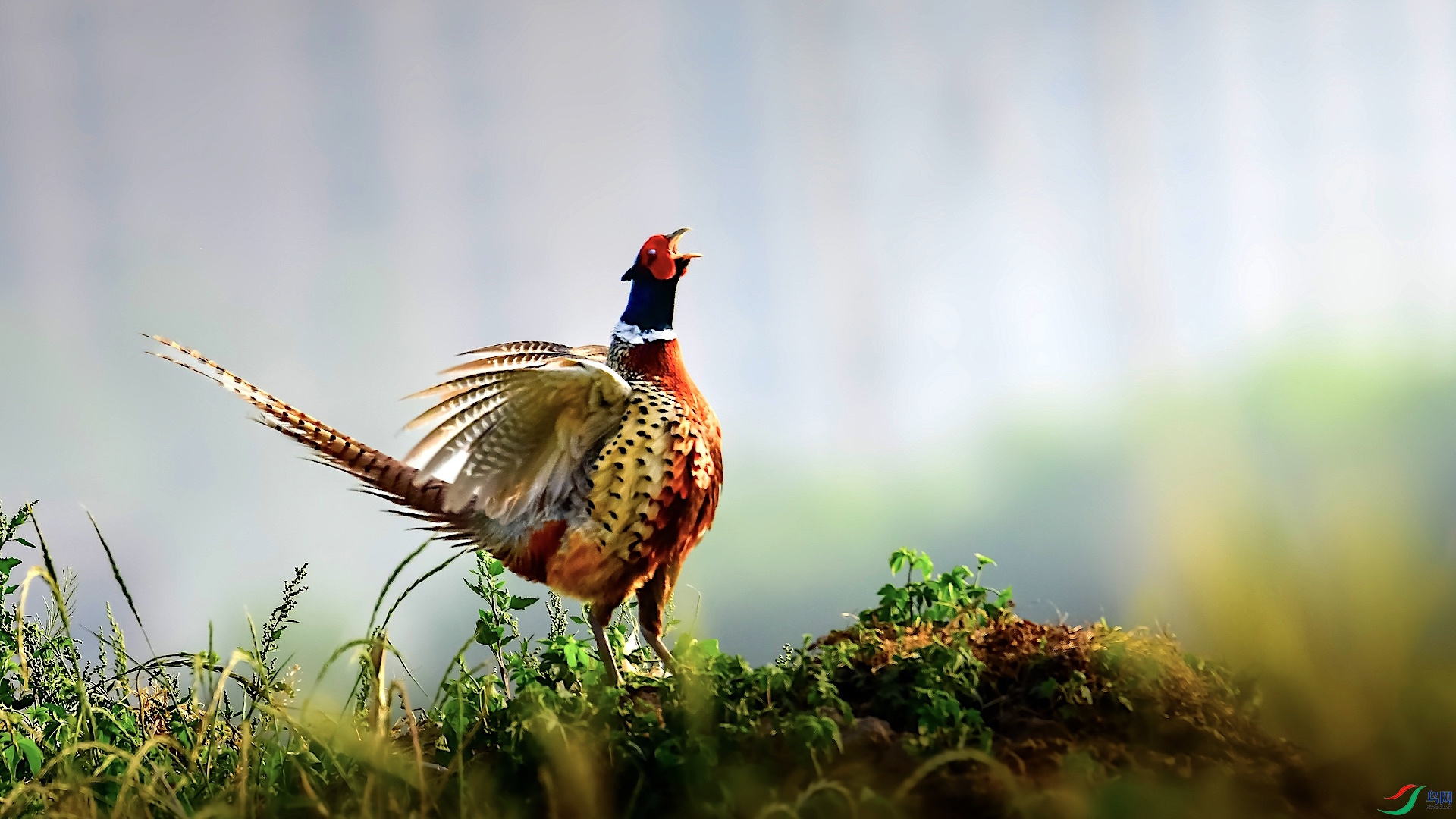 1_XXL7228 �����ĸ���.jpeg