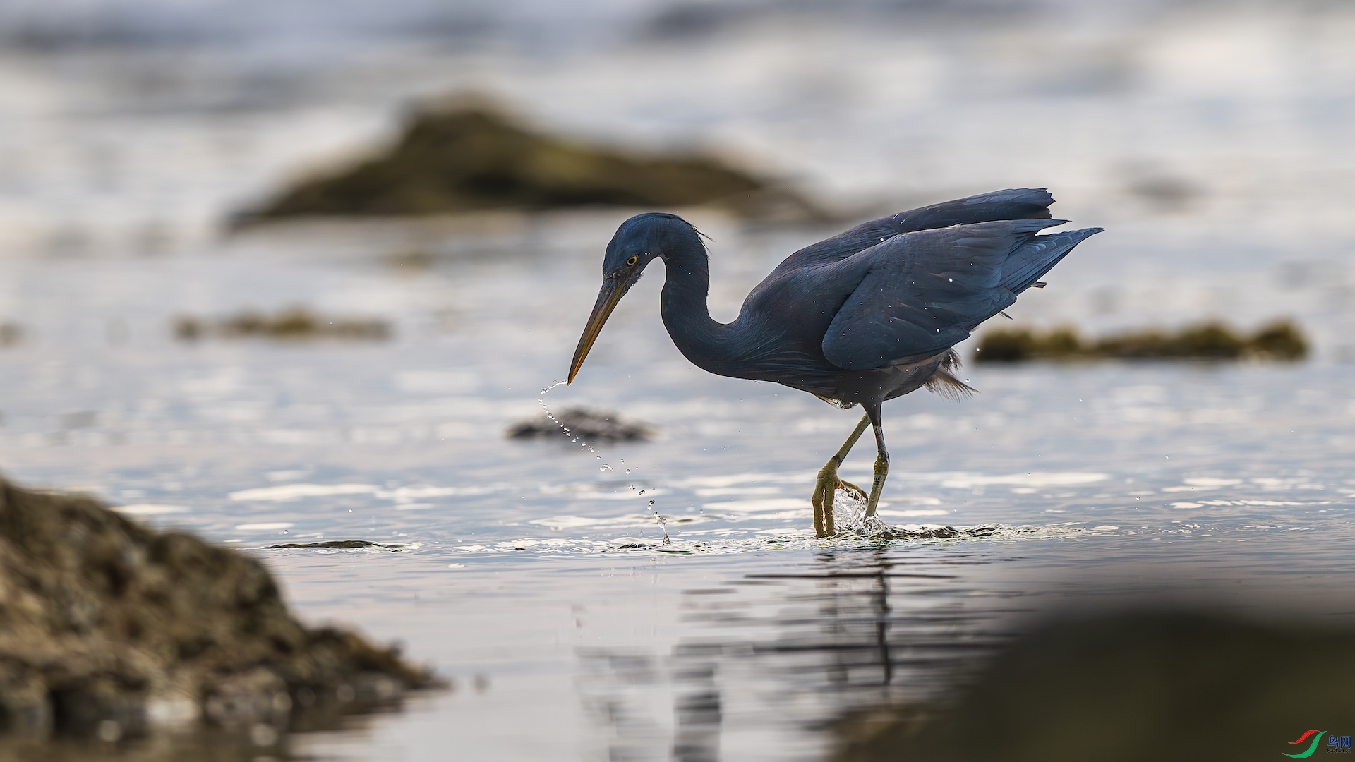 1_XXL8973-����ǿ-NR ����.jpeg