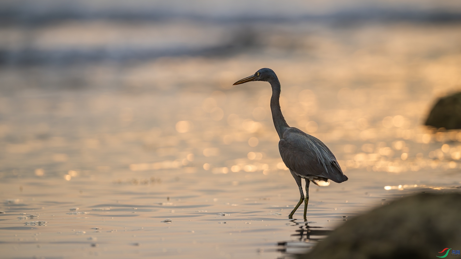 1_XXL9077-����ǿ-NR ����.jpeg