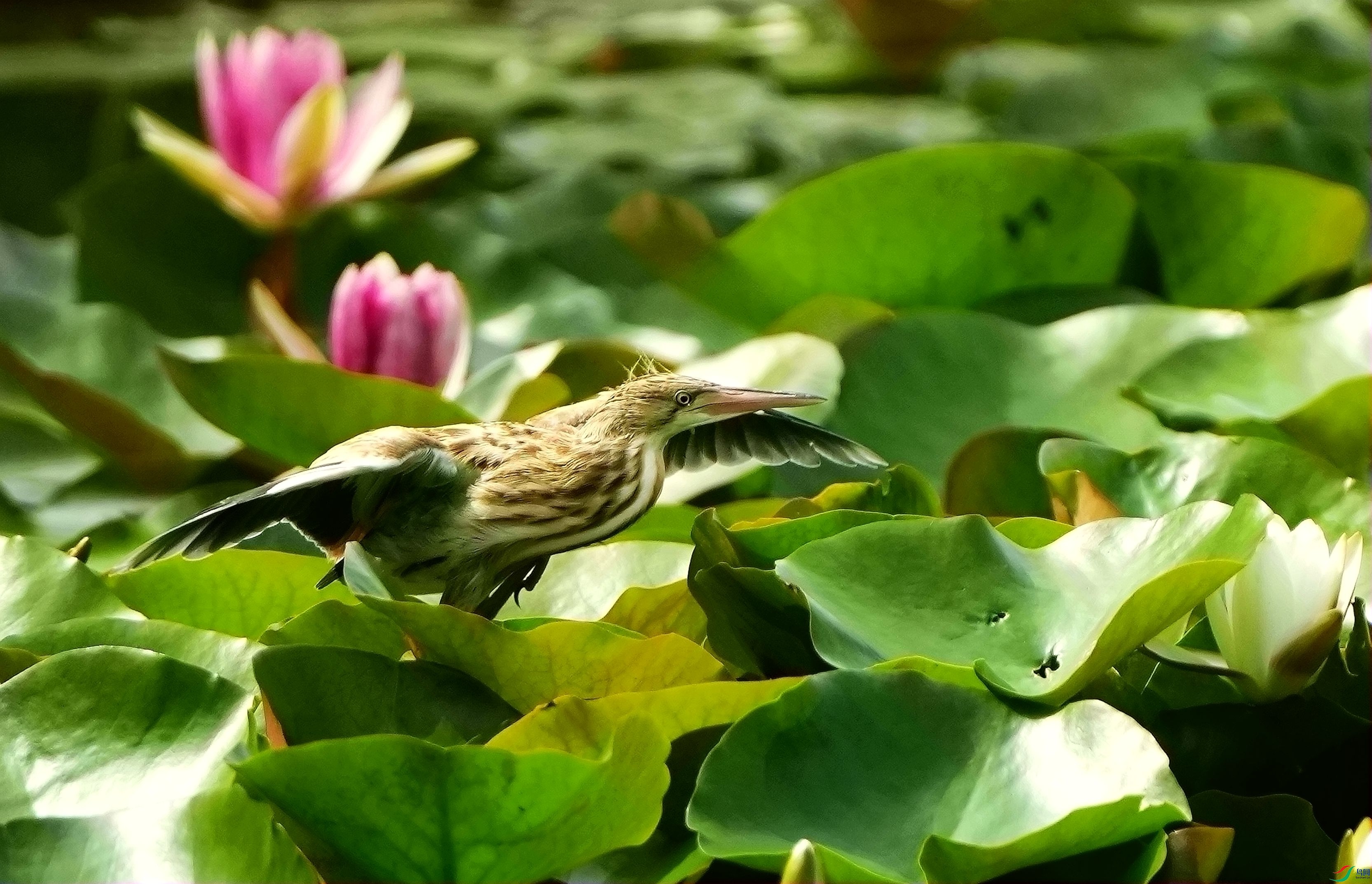 ��έ�Z˯����չ��DSC03568_����.jpg