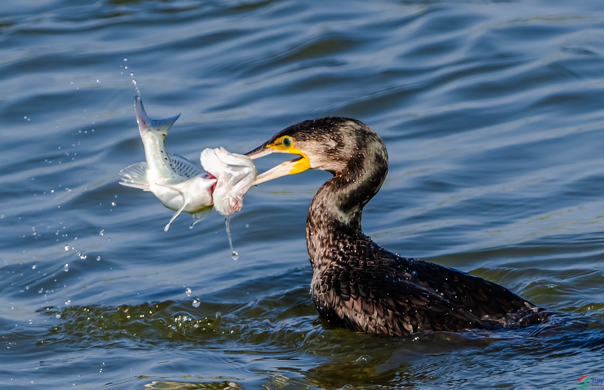 DSC_1565.jpg