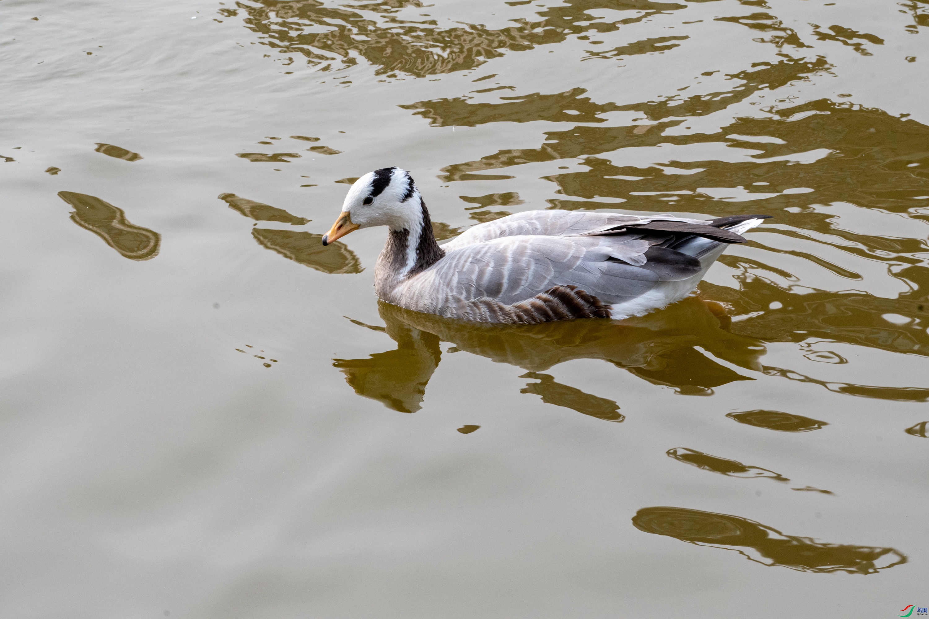 DSC_4311.jpg
