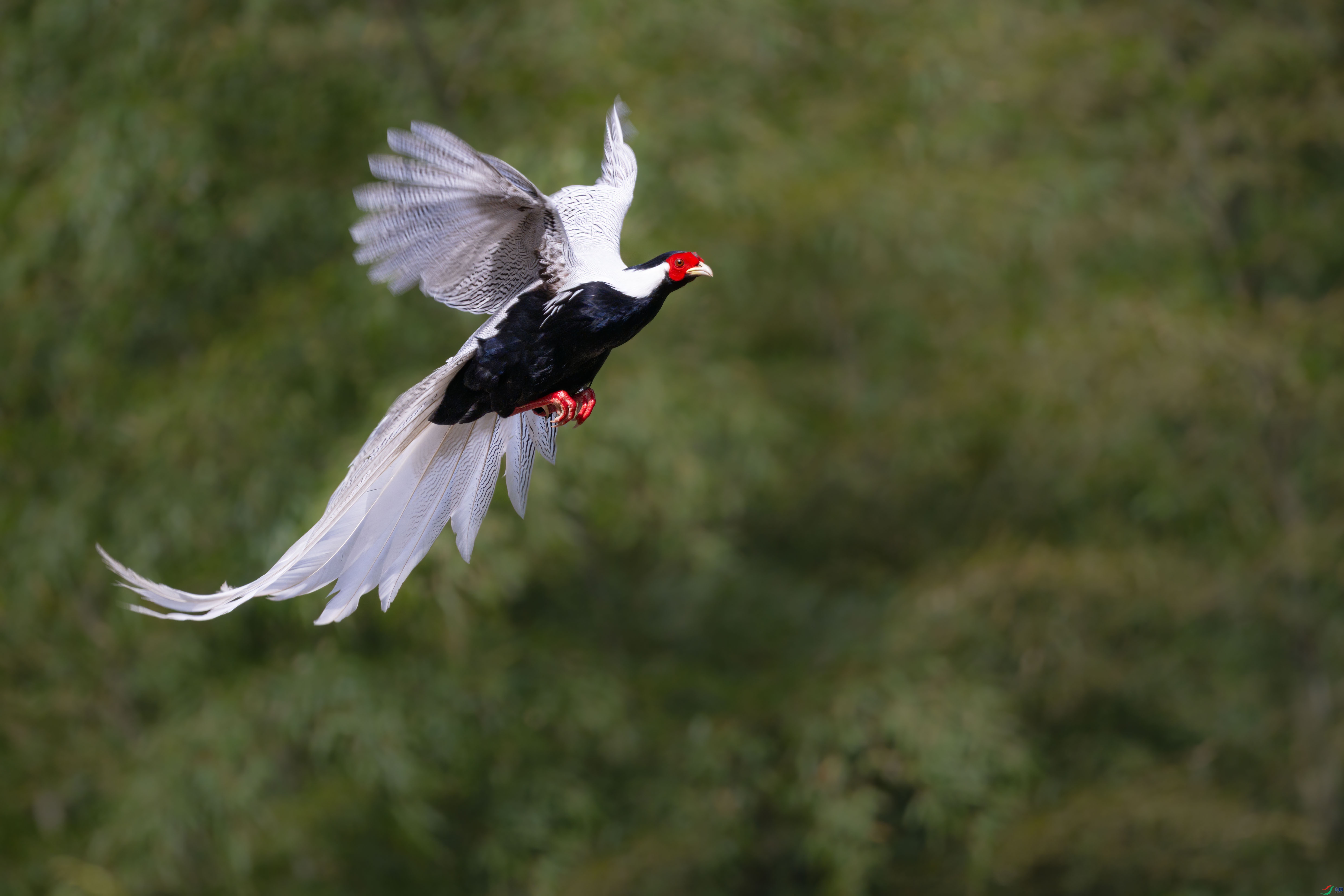 DSC_6264sen2024-2-21-118-�༭.jpg