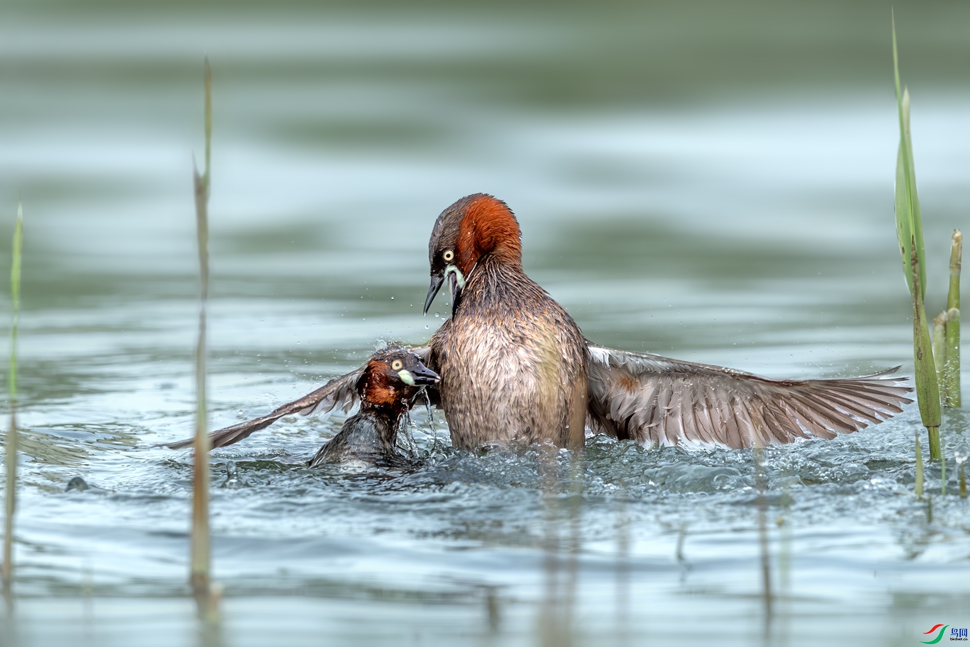 10.20 ��Ů��·����ʦ��Ʒ  ������������  �ٻ�2024��10��20�հ�����ҳ����.jpg