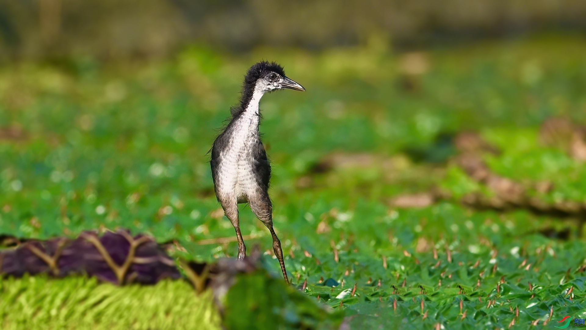 10.20 ����¥̨��ʦ��Ʒ  СС����  �ٻ�2024��10��20��������ҳ����.jpg