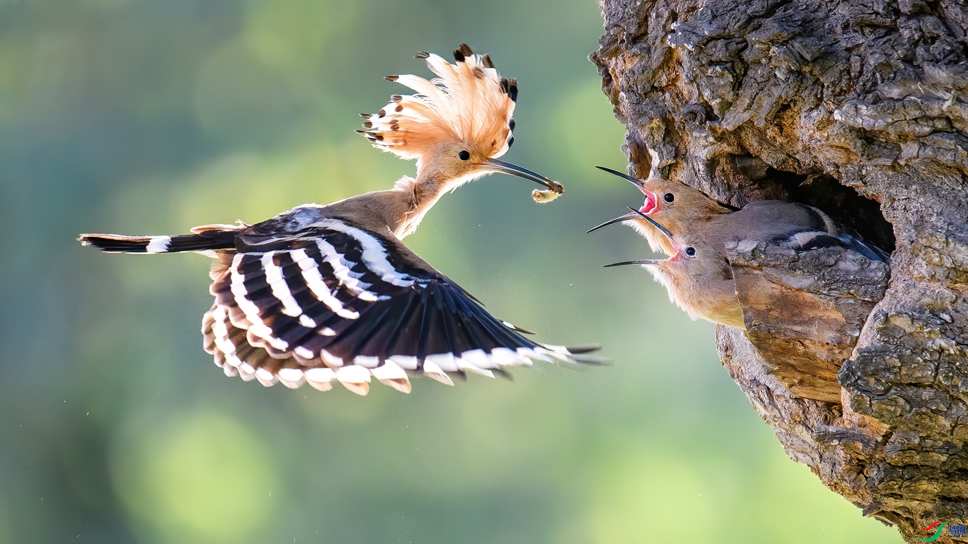 10.21 ɽ��ˮ����ʦ��Ʒ  ��ʤι��  �ٻ�2024��10��21�հ�����ҳ����.jpg