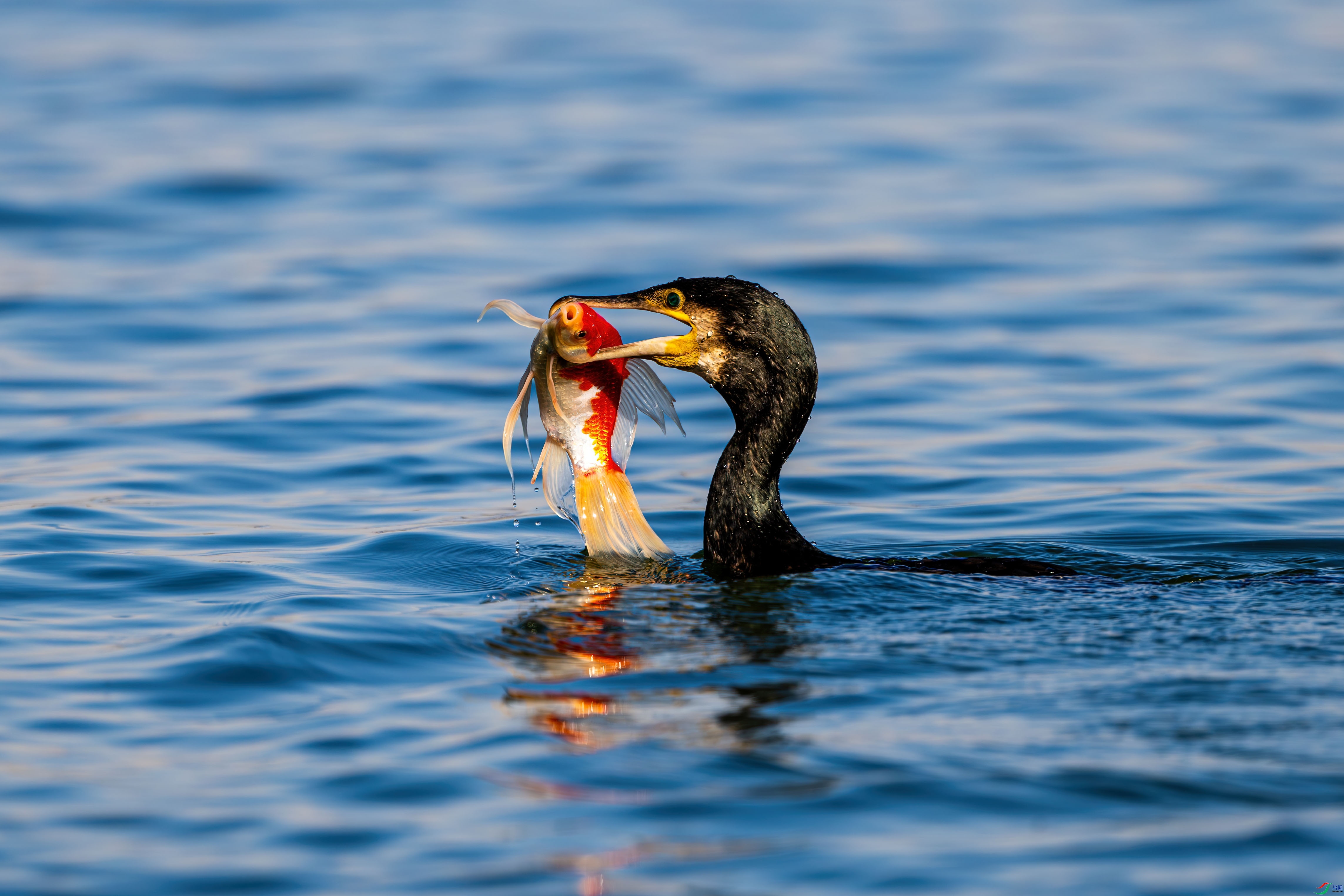 10.21 �^����ʦ��Ʒ  ���Ϸ����  �ٻ�2024��10��21�ջ�Ա��ҳ����.jpg