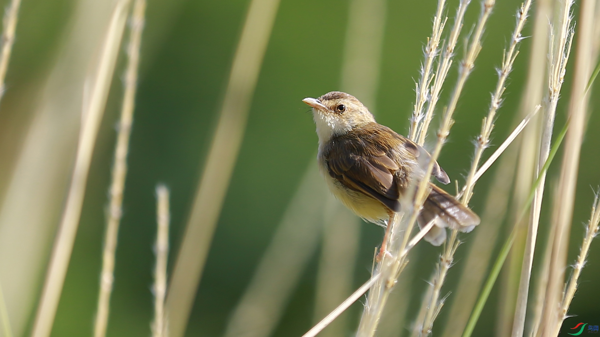 «έ���ϵ�С��