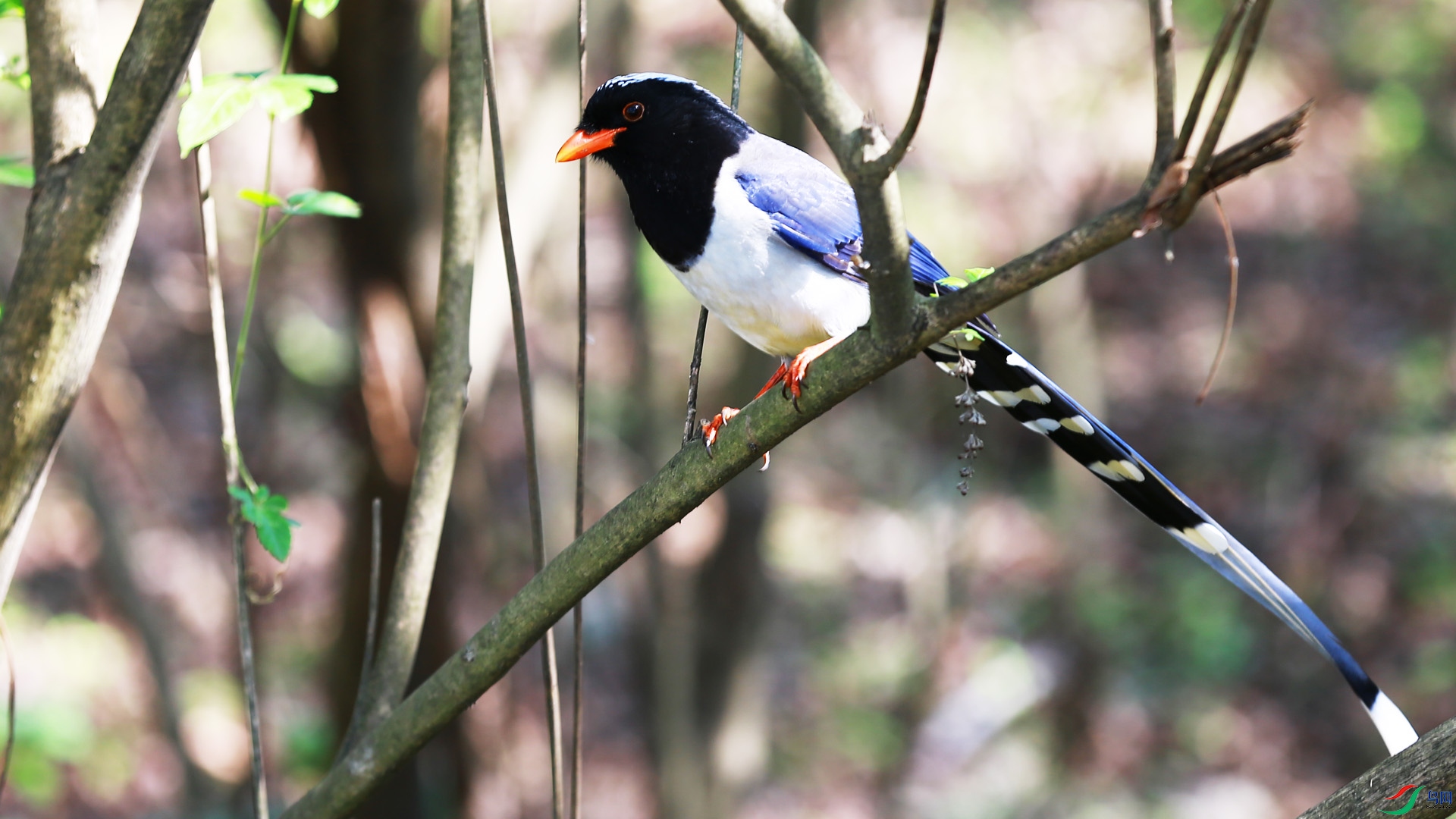 ������ȵ