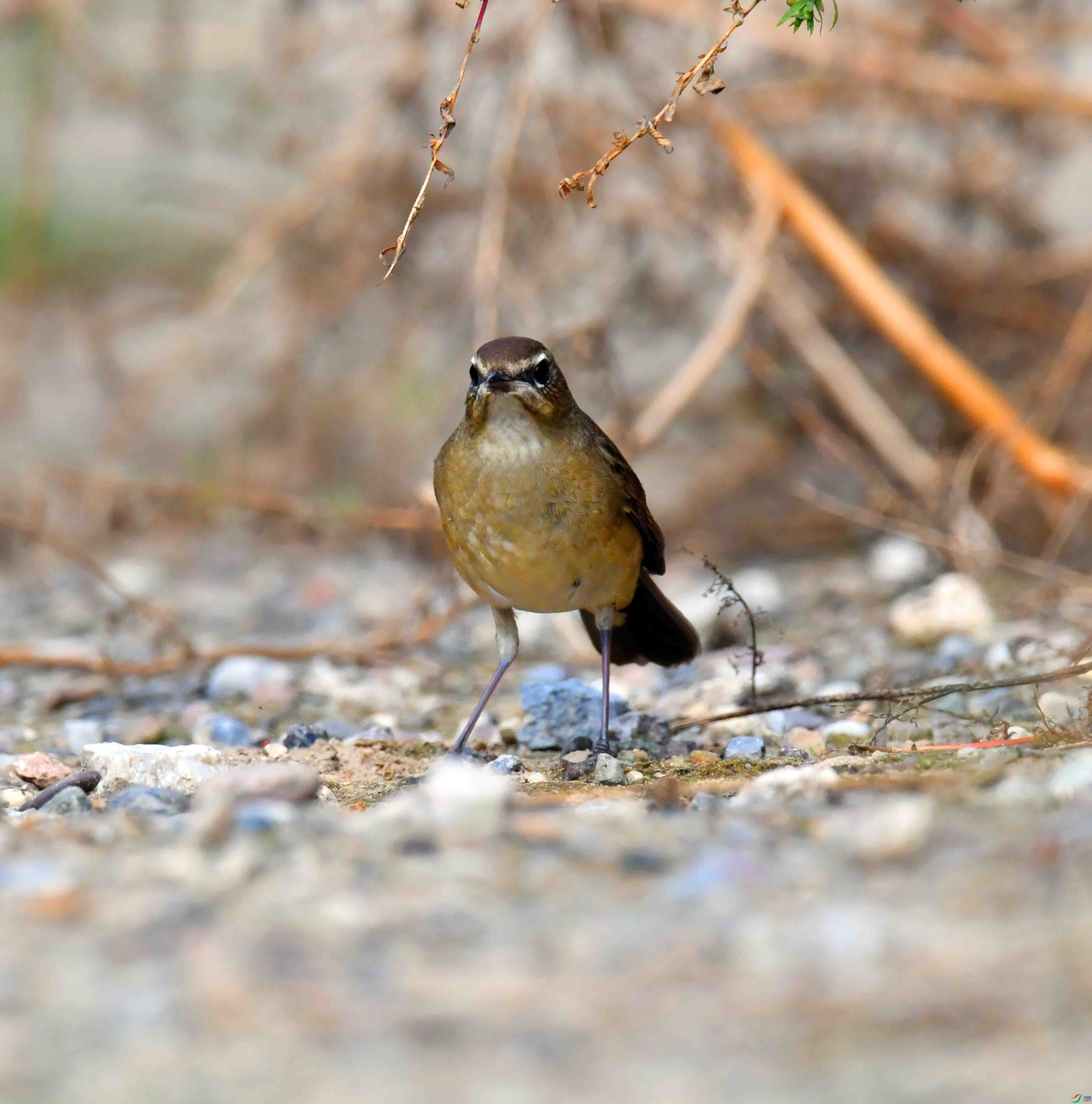 DSC_0358.JPG