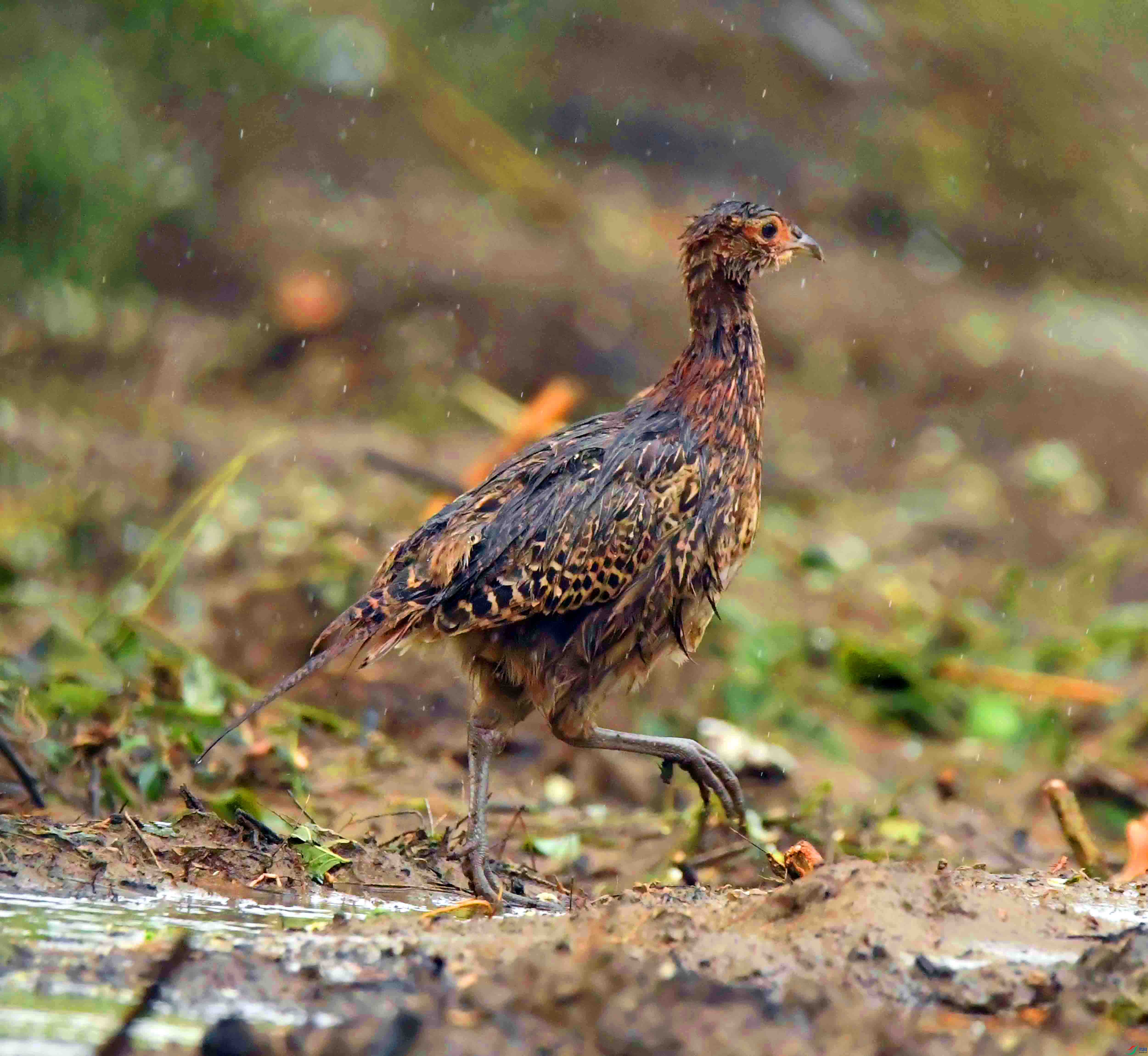 DSC_7581.JPG