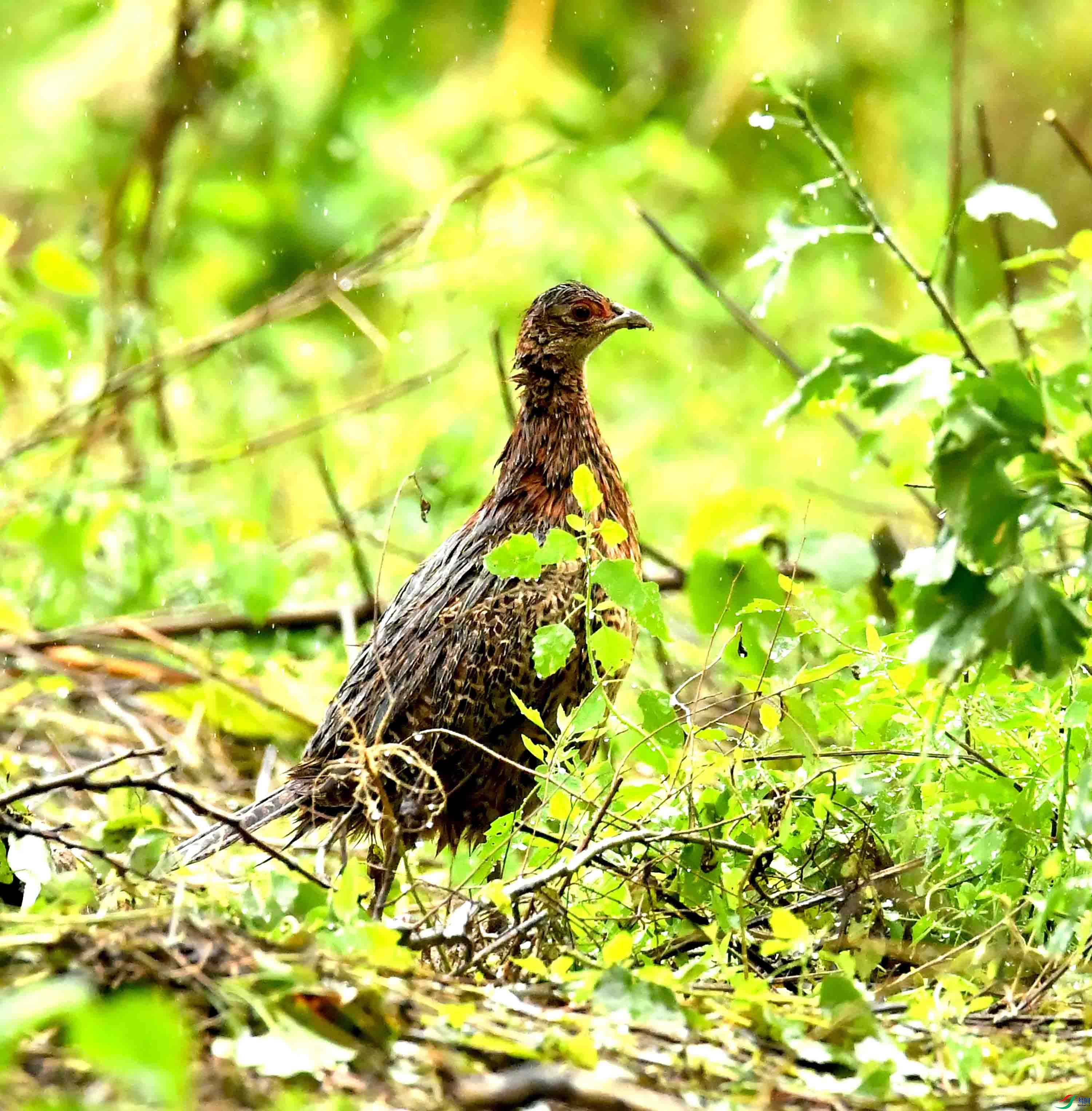 DSC_7685.JPG