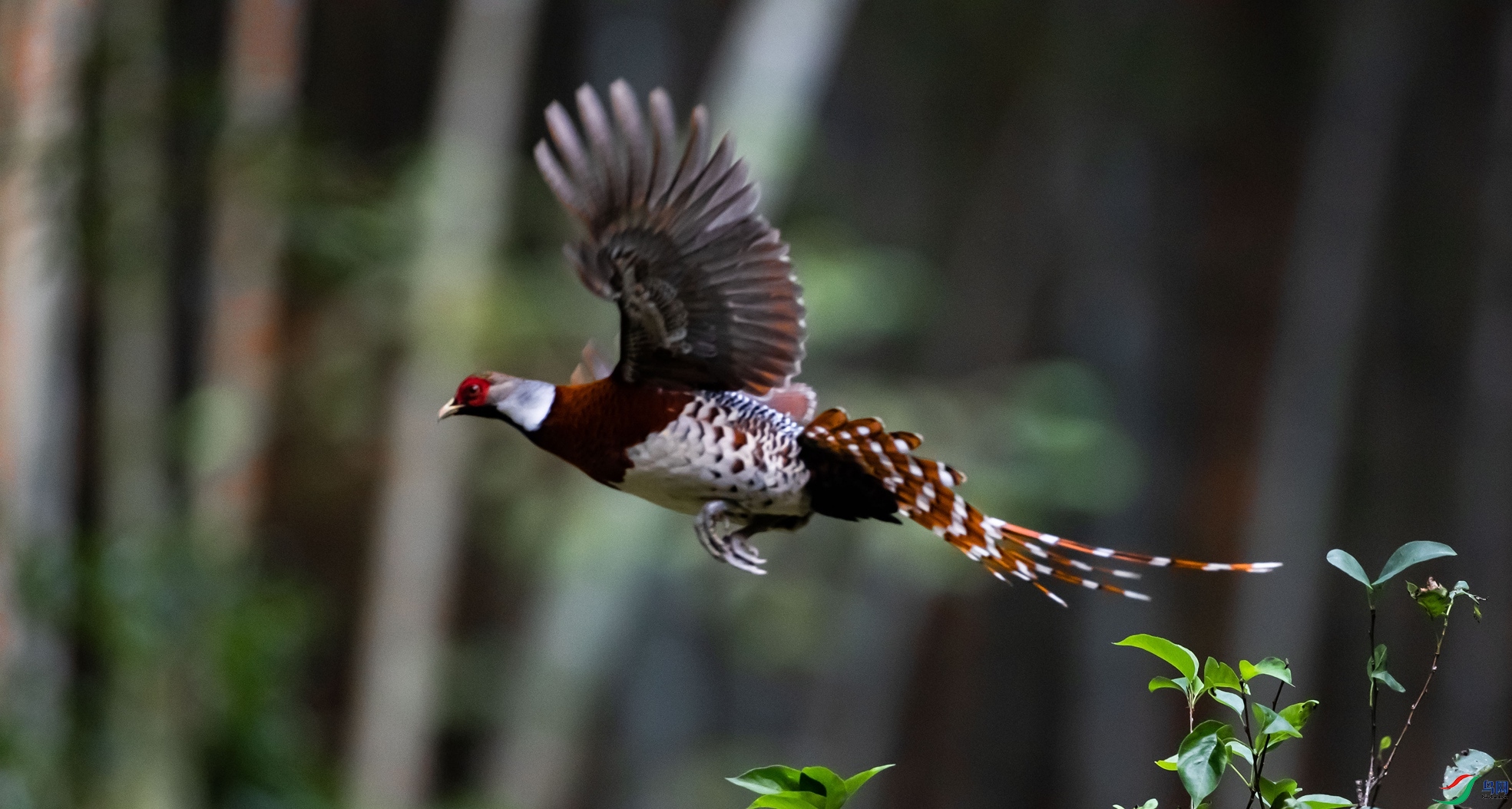 �׾���β��