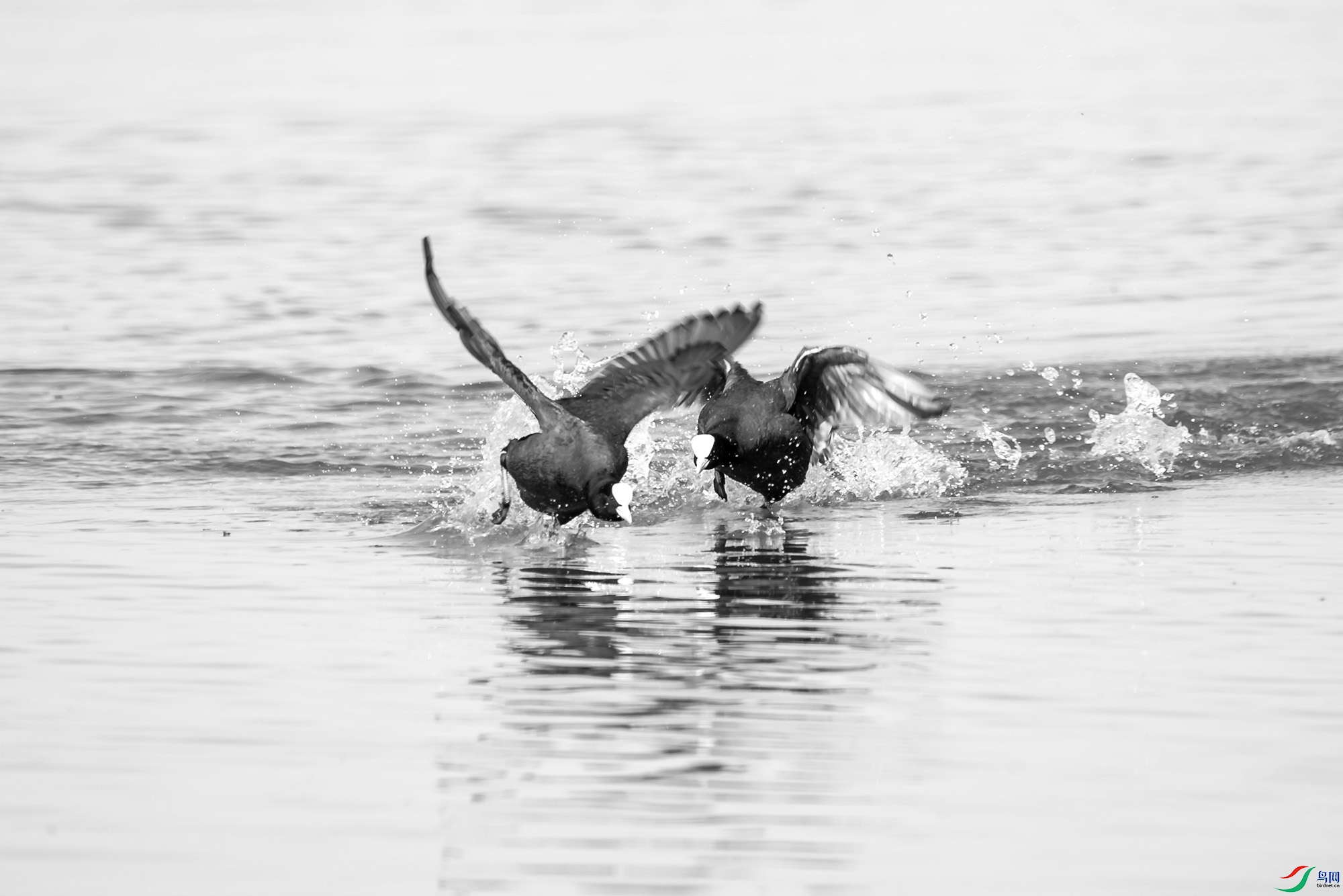 _DSC62890.jpg