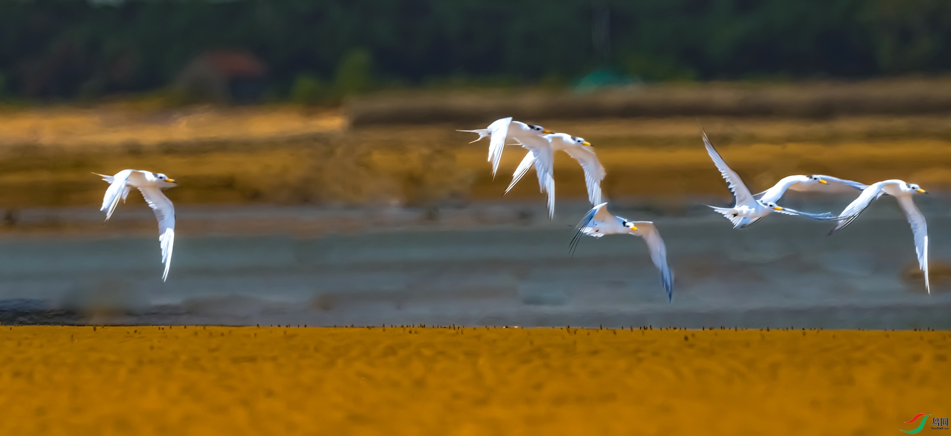 �л���ͷ�� Ÿ