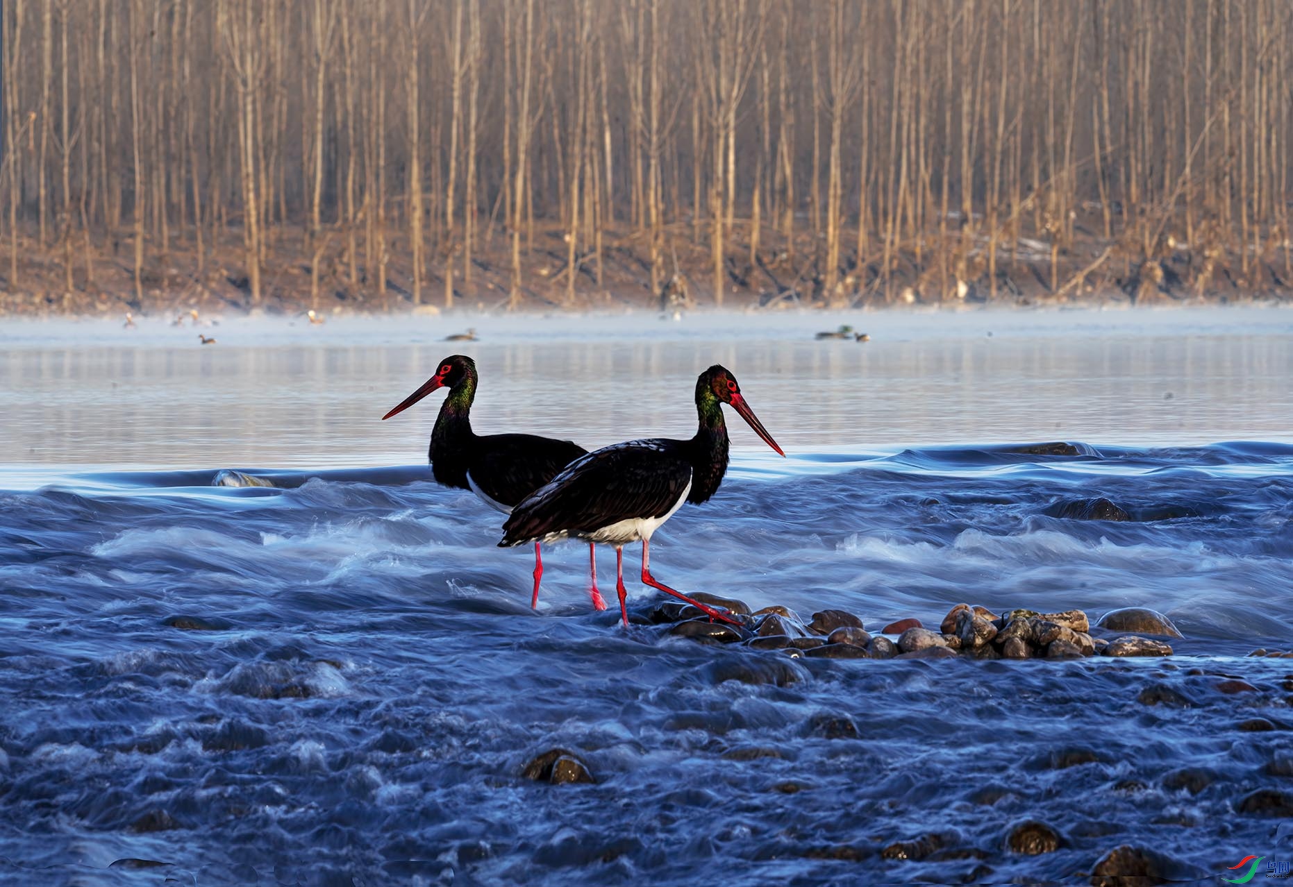 ��ʳ�еĺ���