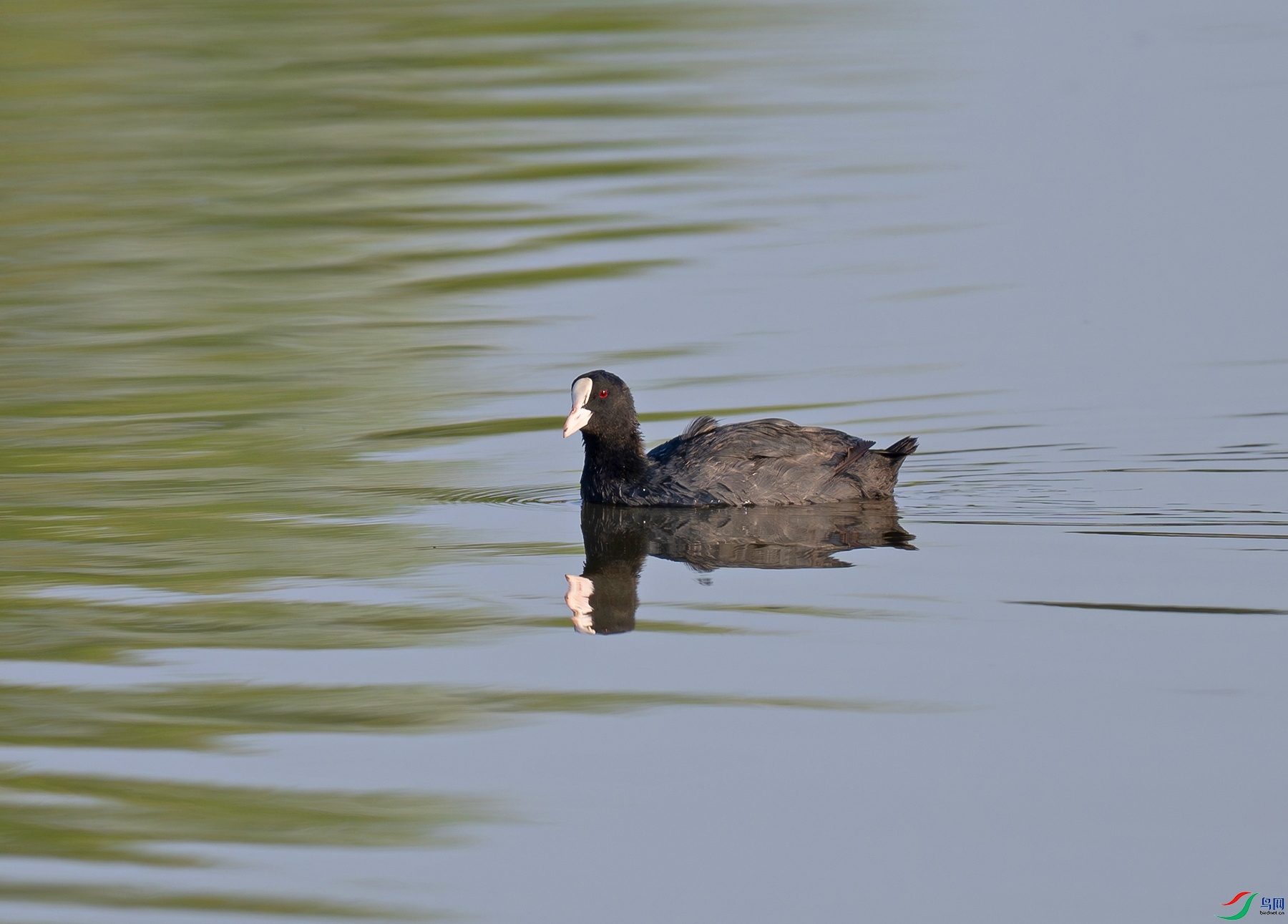 _DSC4555f.jpg