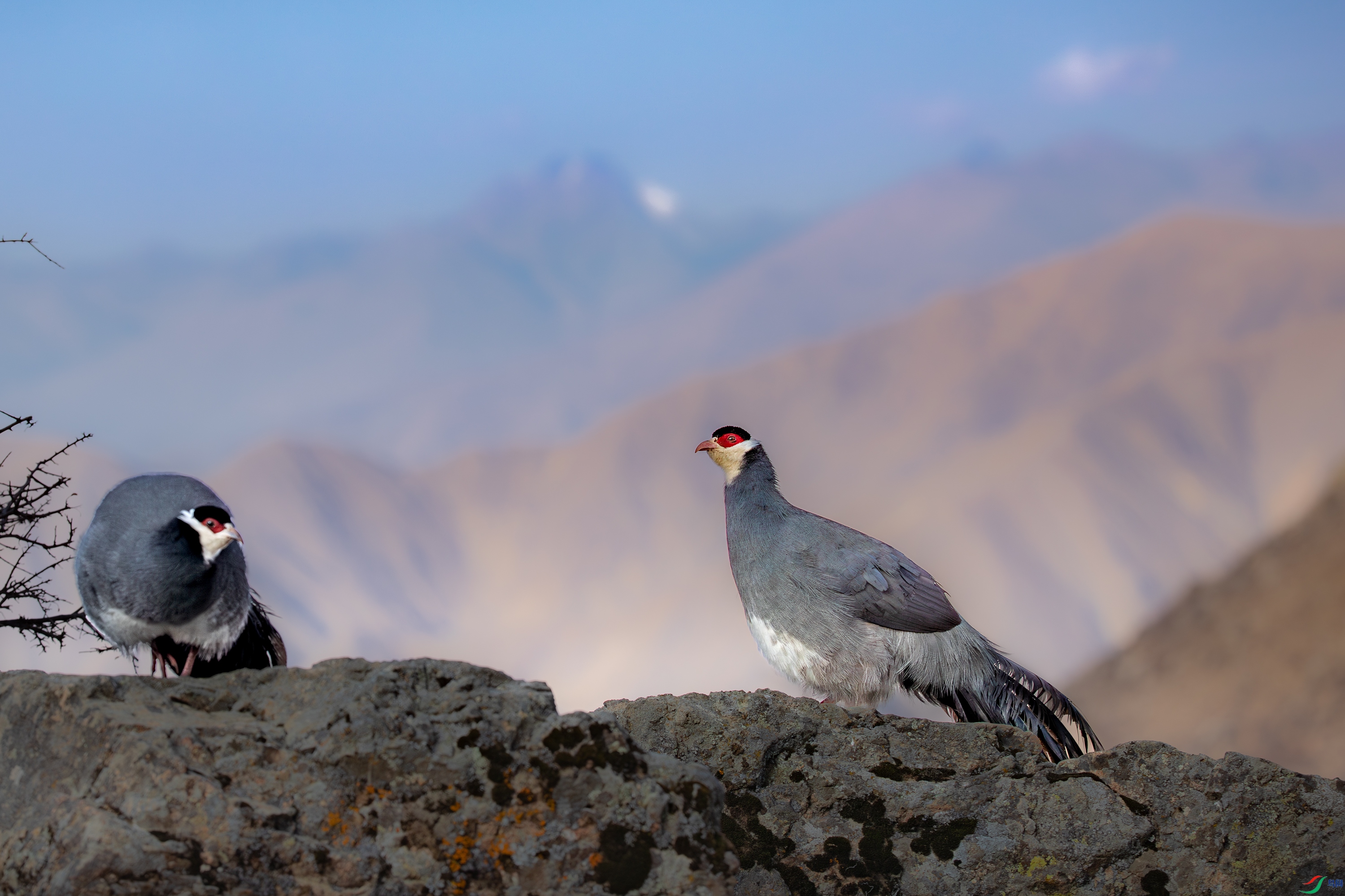 _S5A9862-����ǿ-NR ����.jpg