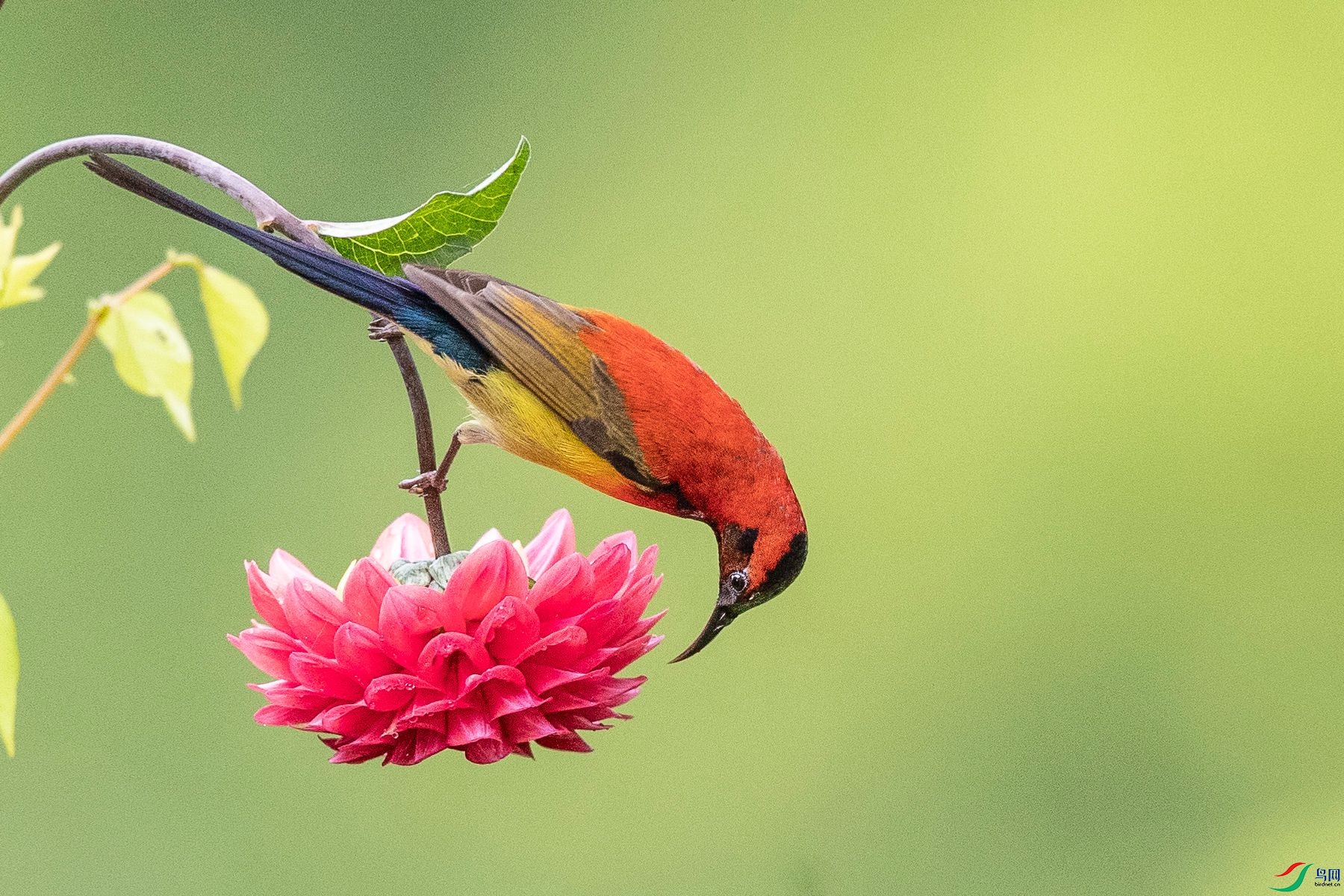 ����̫����