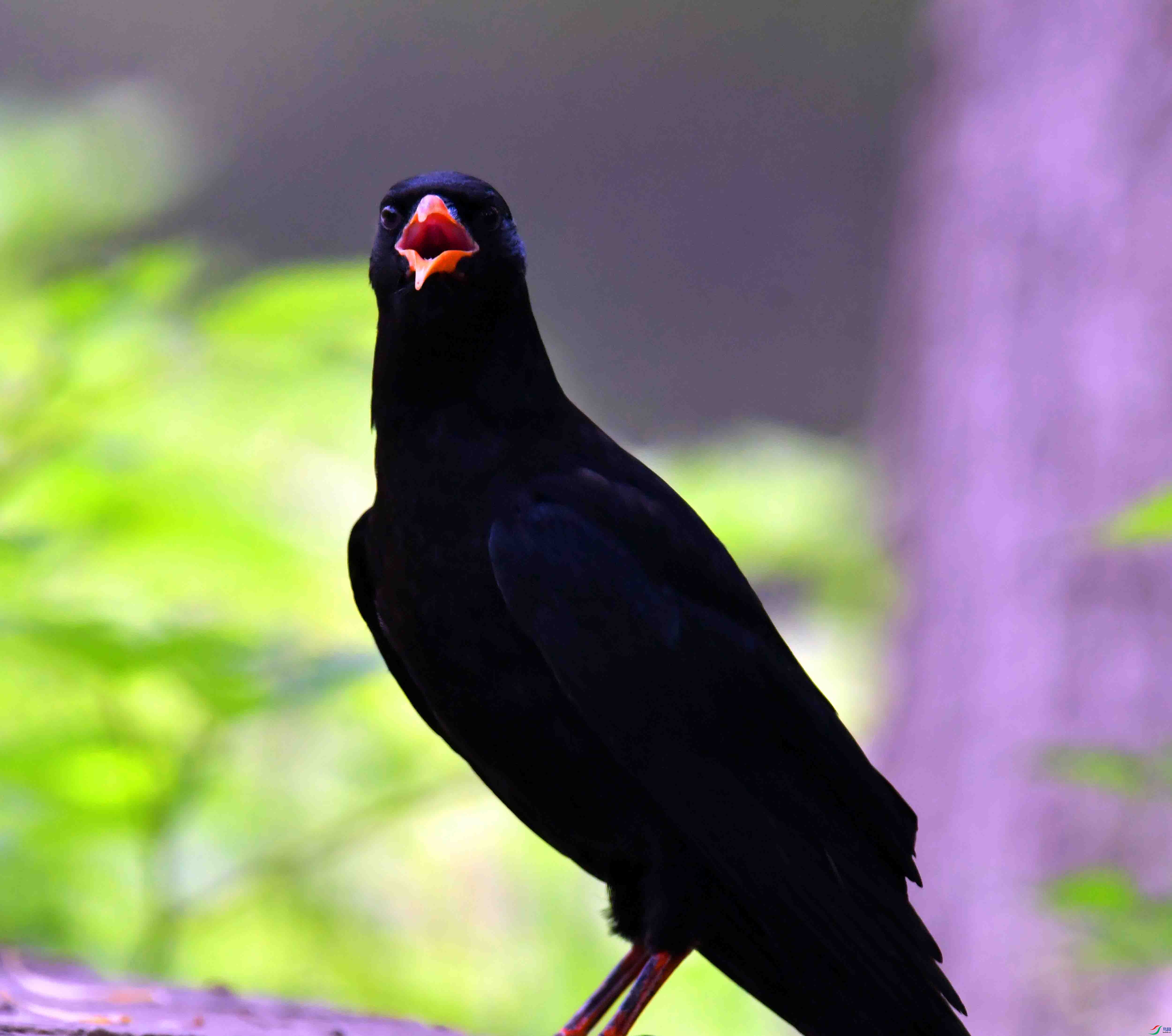 DSC_9036.JPG