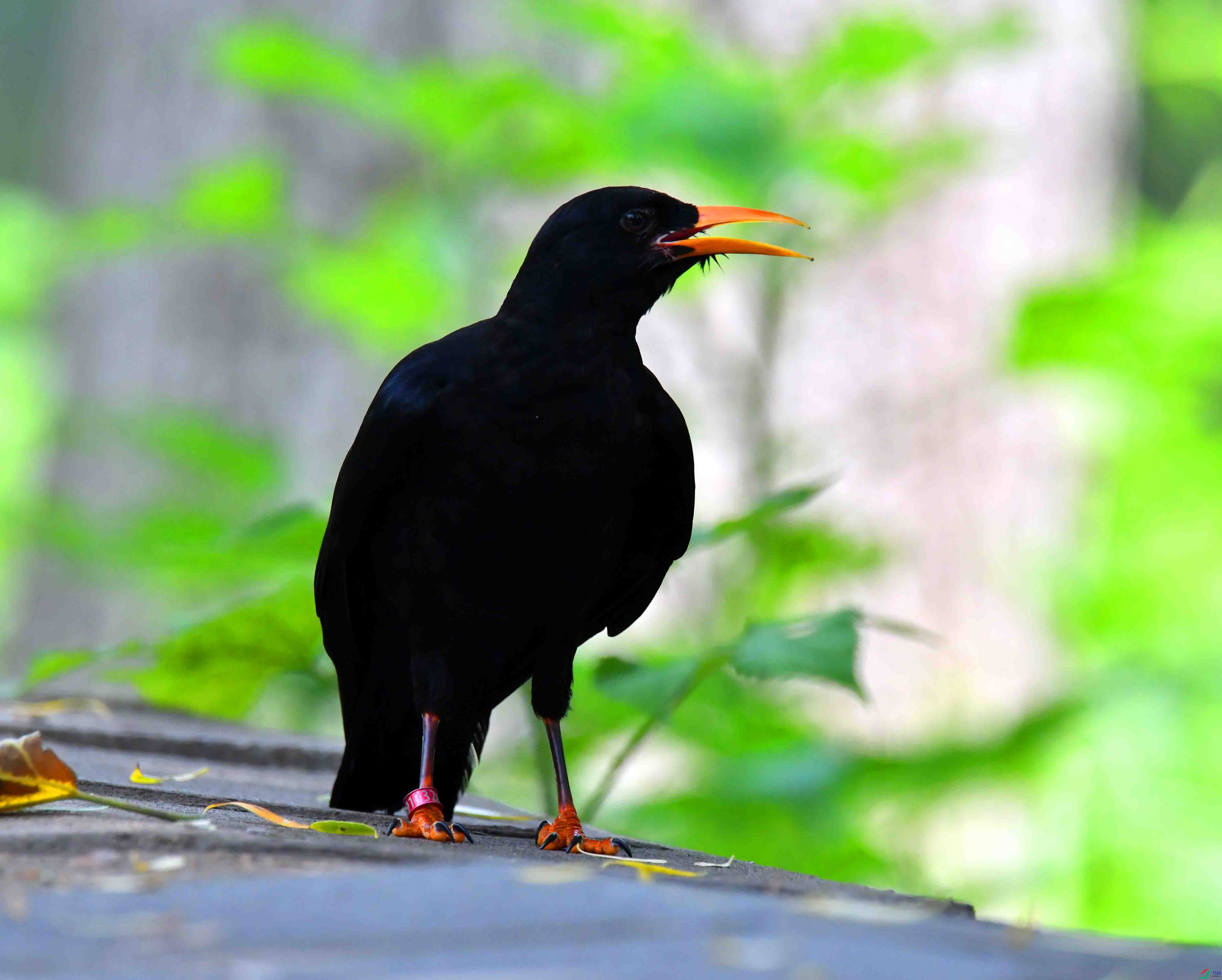 DSC_9072.JPG