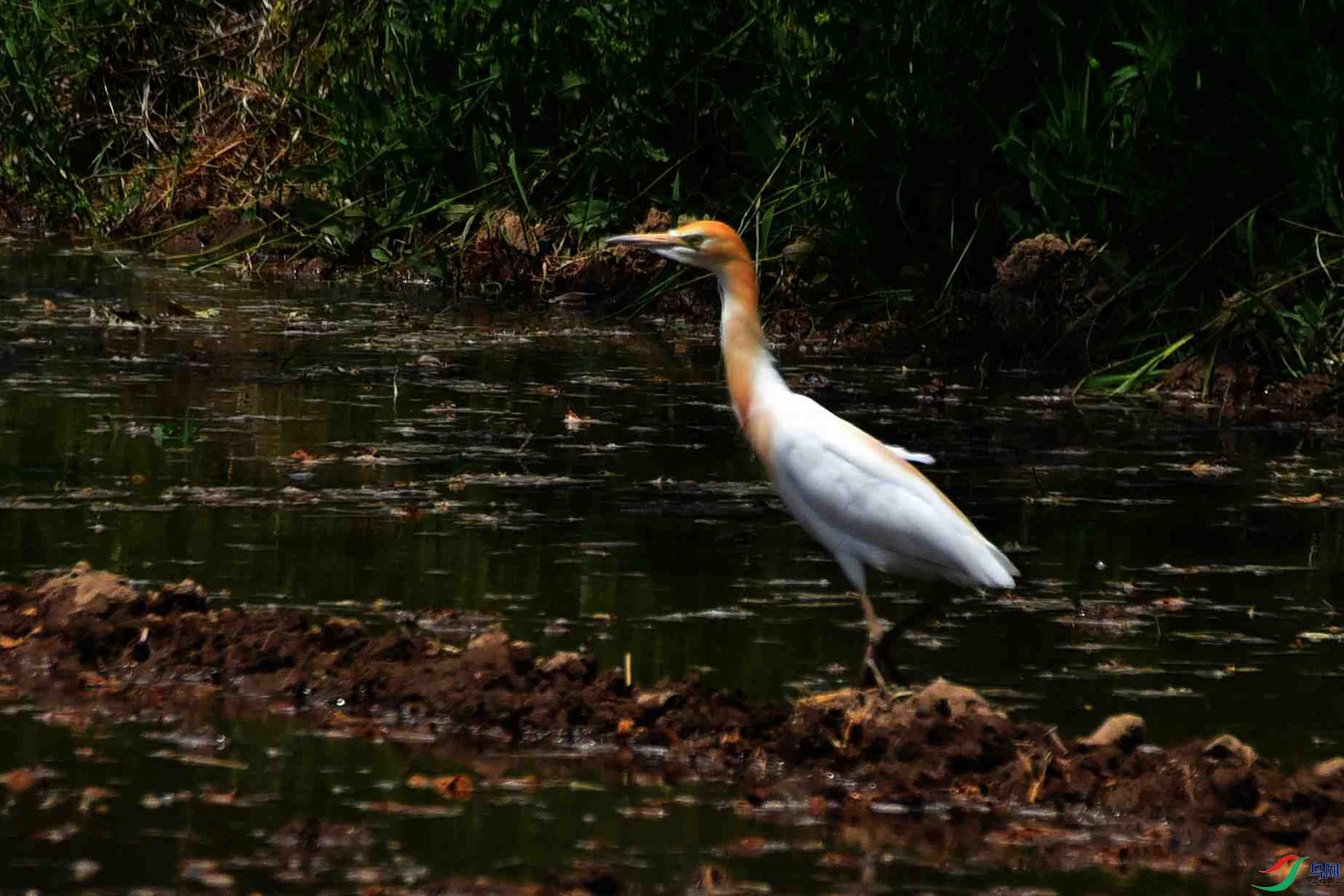 DSC_7999.JPG