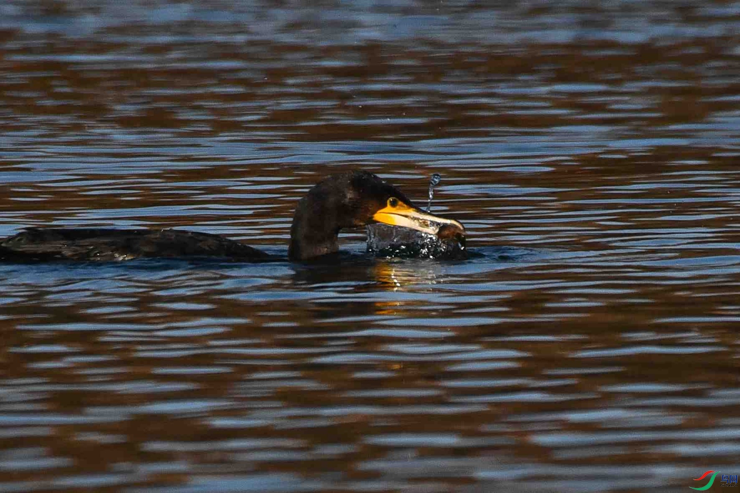 DSC_5593.JPG
