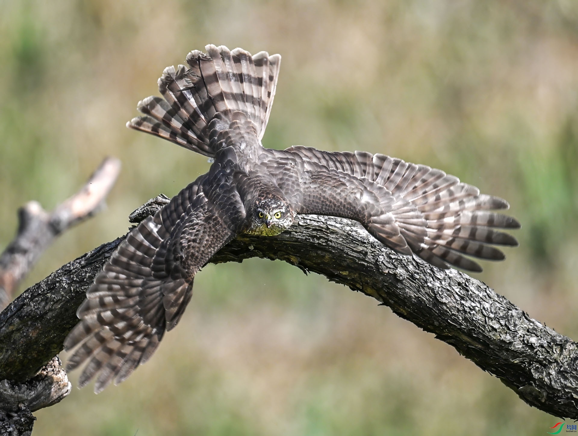 DSC_8045 (1)-topaz-denoise.jpeg