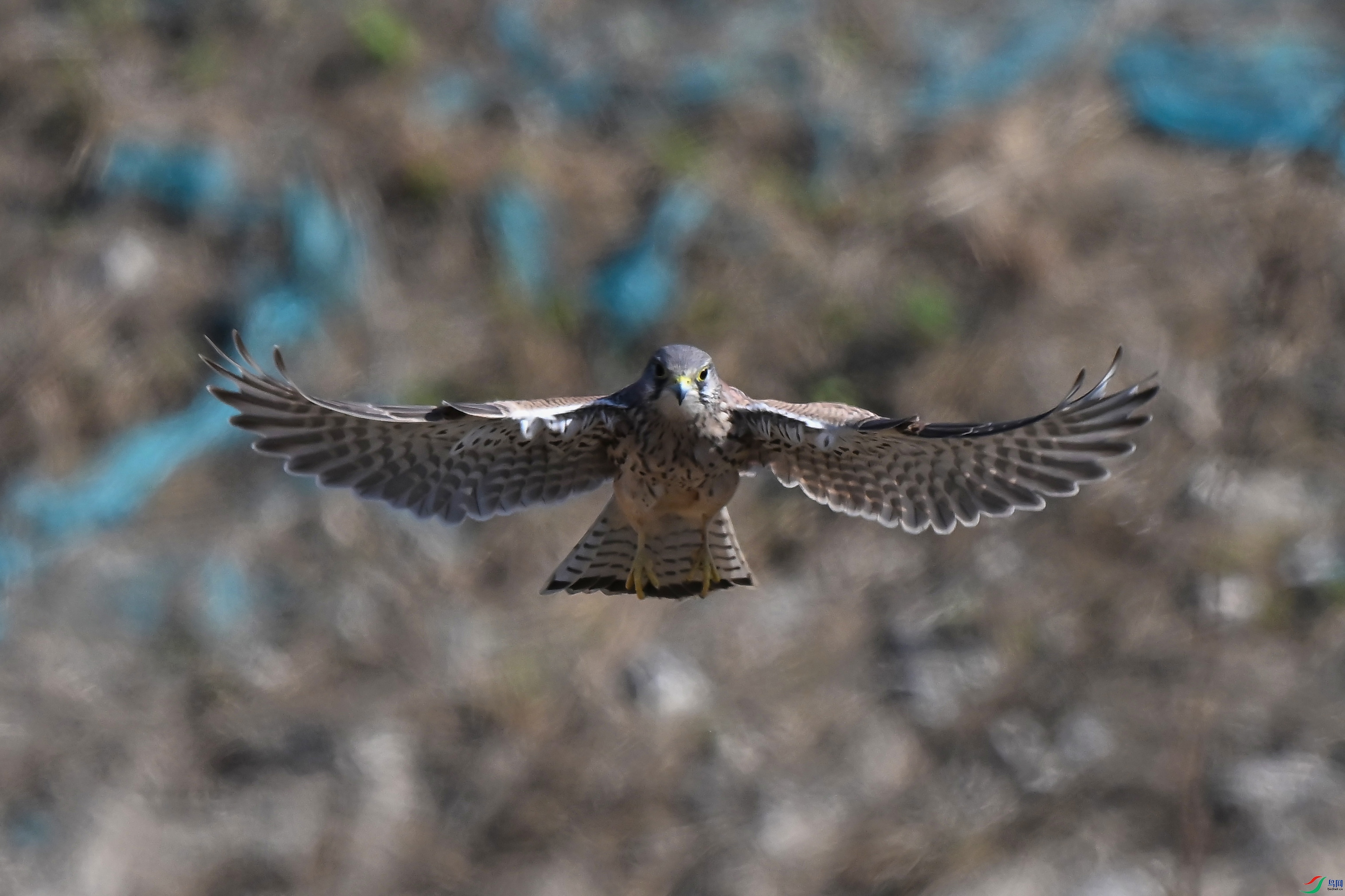 DSC_5593.jpg