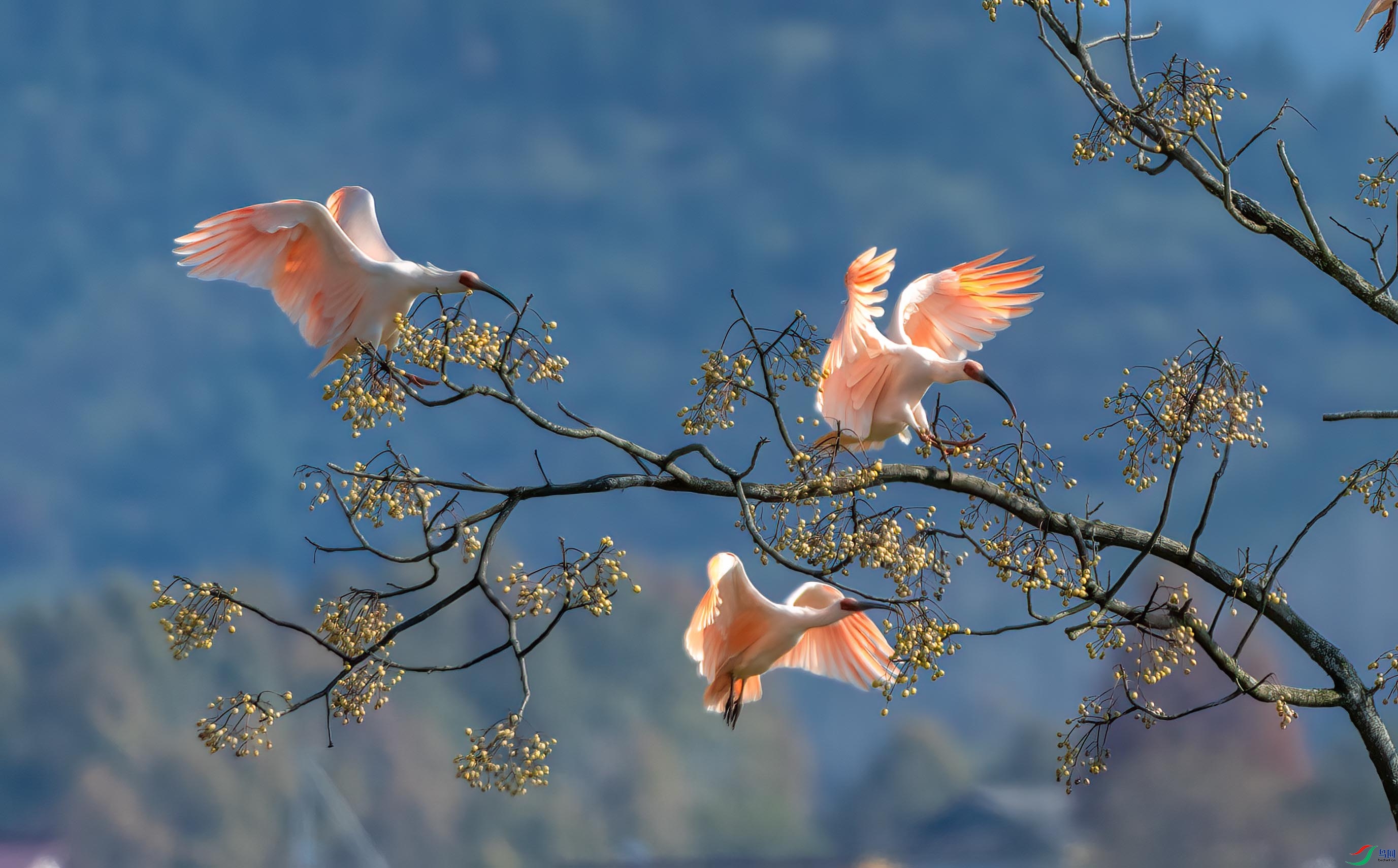 DSC_8486 ����.jpg