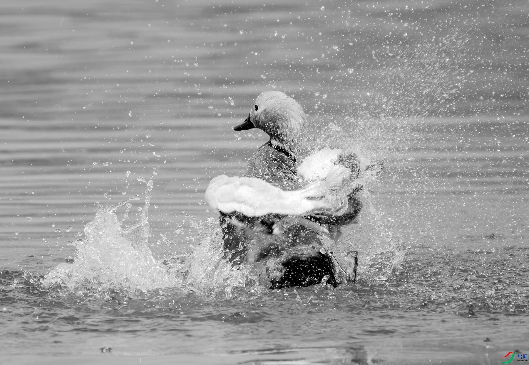 DSC05399 ����_����.jpg