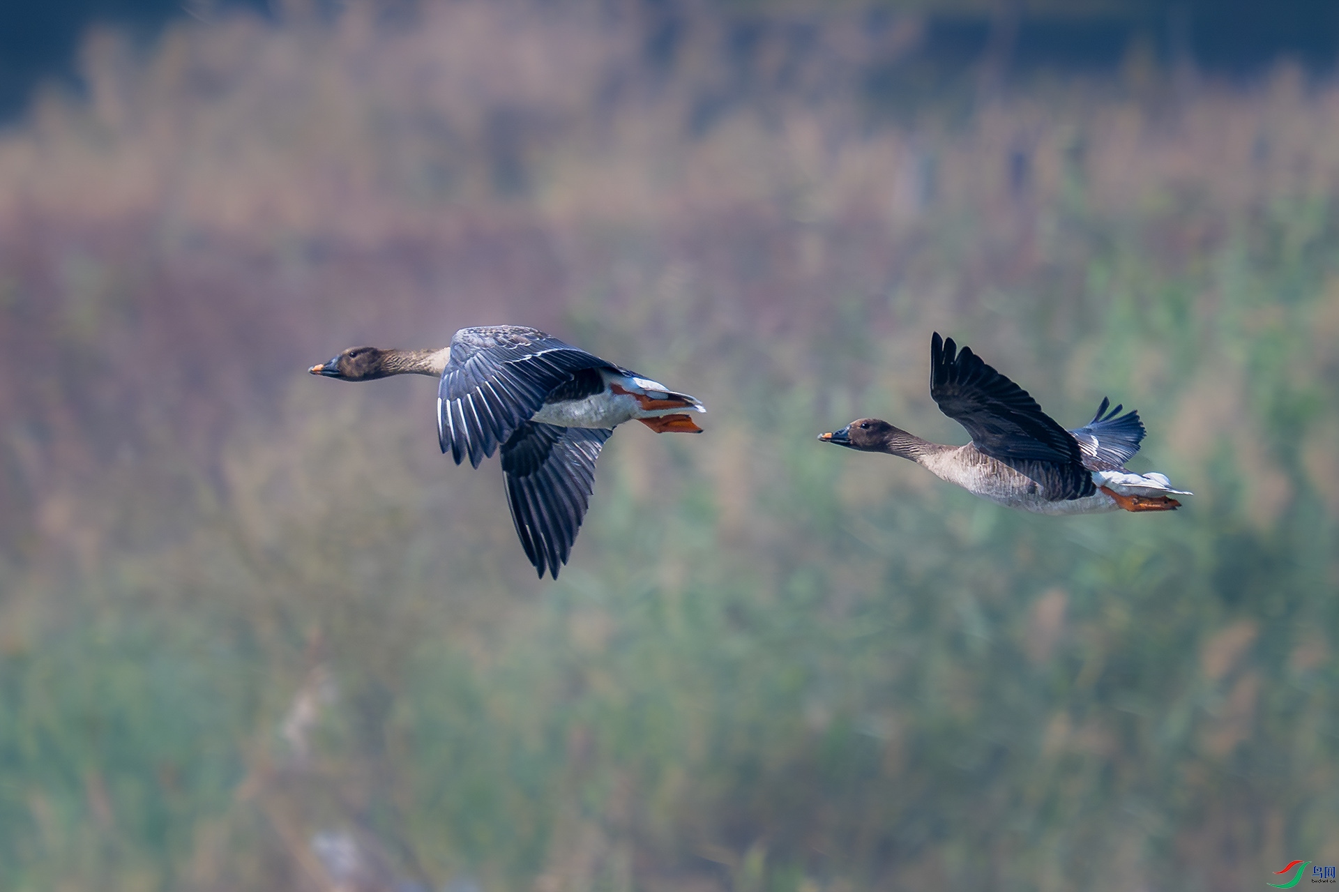 _DSC7816bb22.jpg