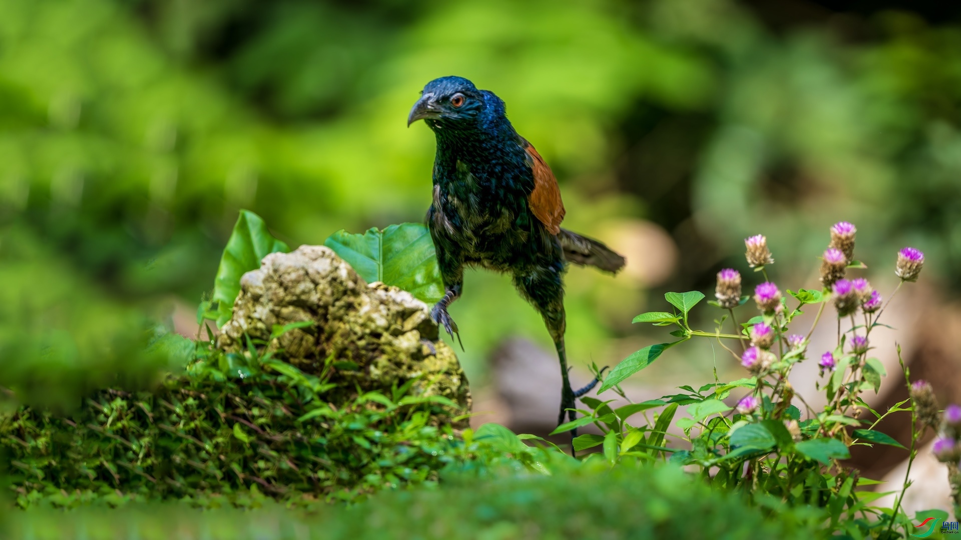 1_XXL3415-����ǿ-NR ����.jpeg