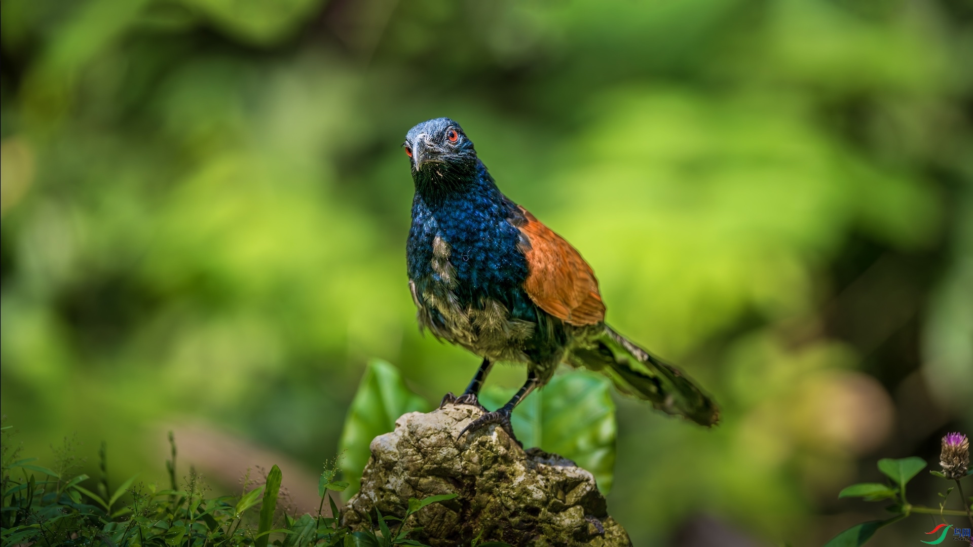 1_XXL3417-����ǿ-NR ����.jpeg