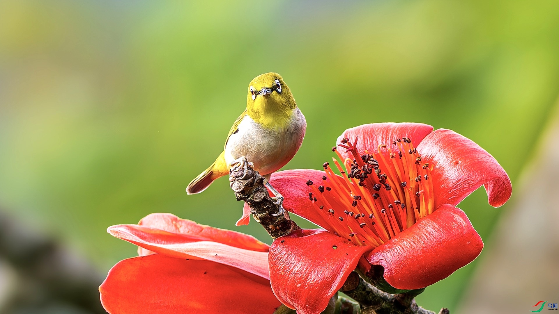 1_XXL5595-����ǿ-NR ����.jpeg