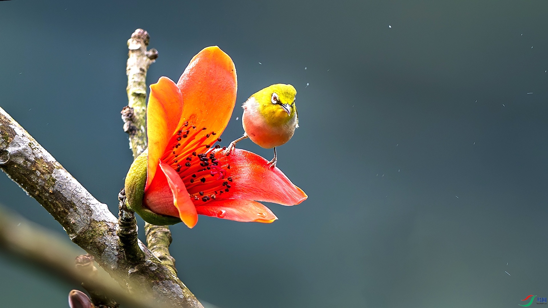 1_XXL5940-����ǿ-NR �����ĸ���.jpeg