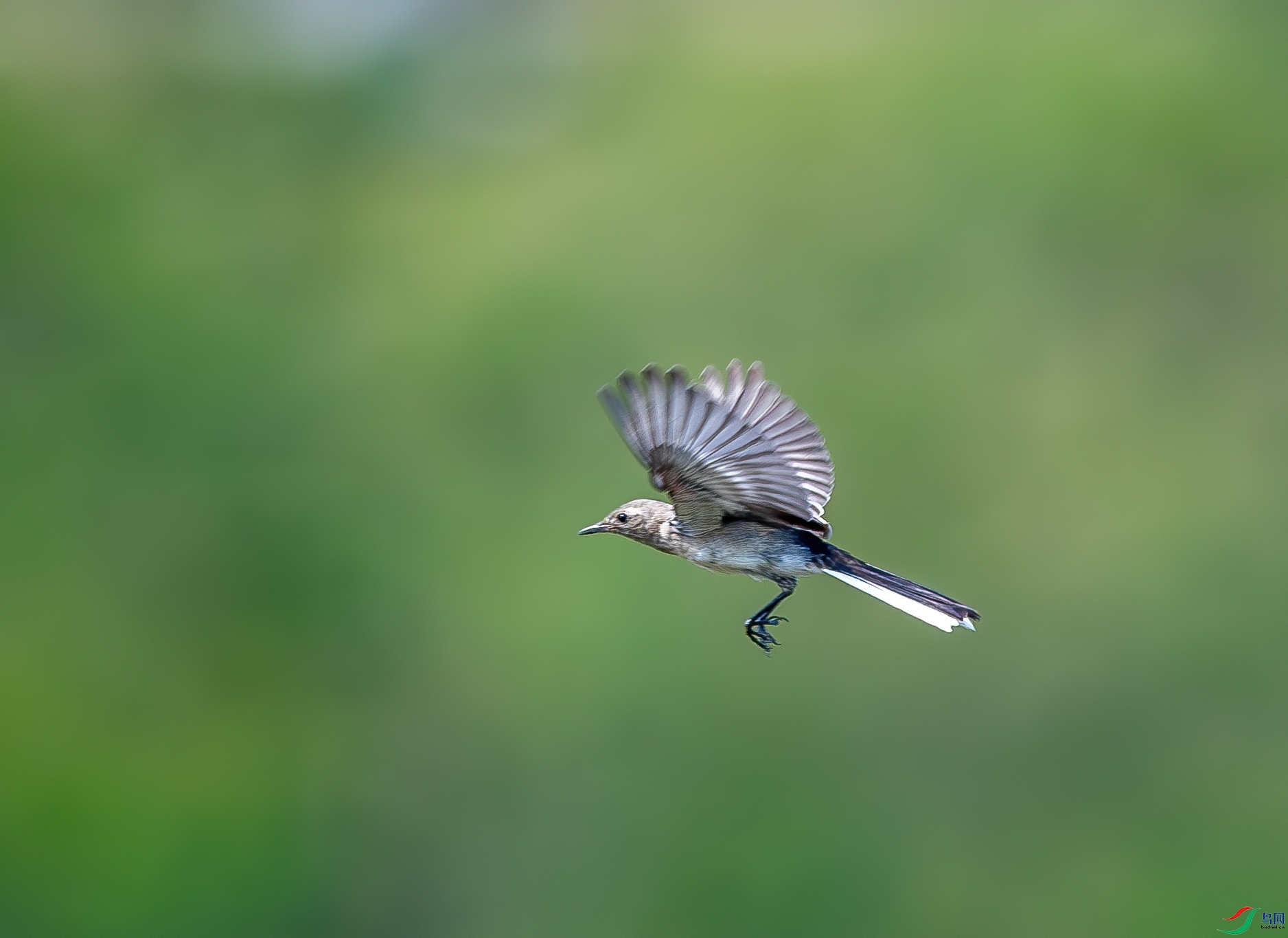 DSC_2658-1.jpg