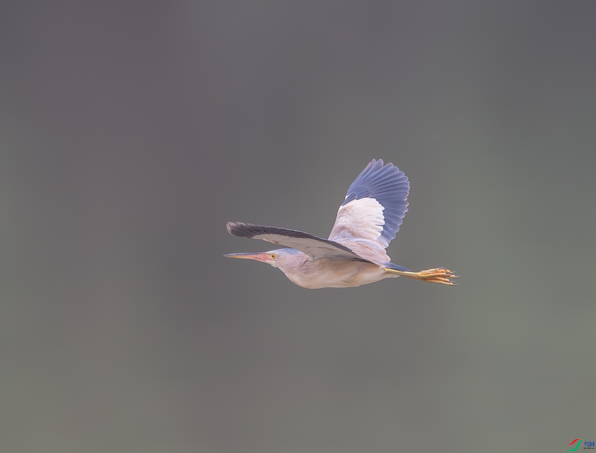 DSC_1164-1.jpg