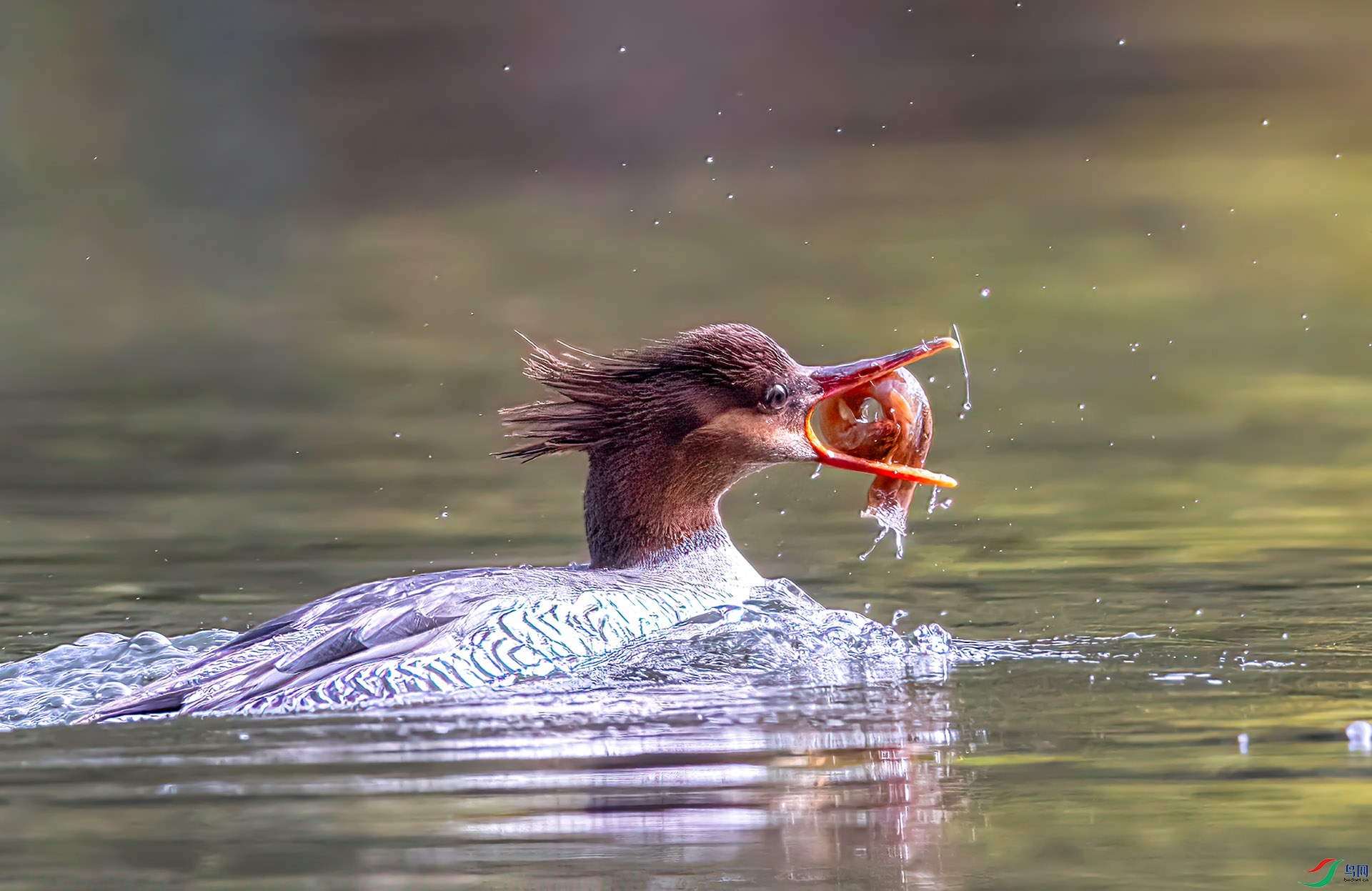 407A0508 ����-Sh----1 .jpg