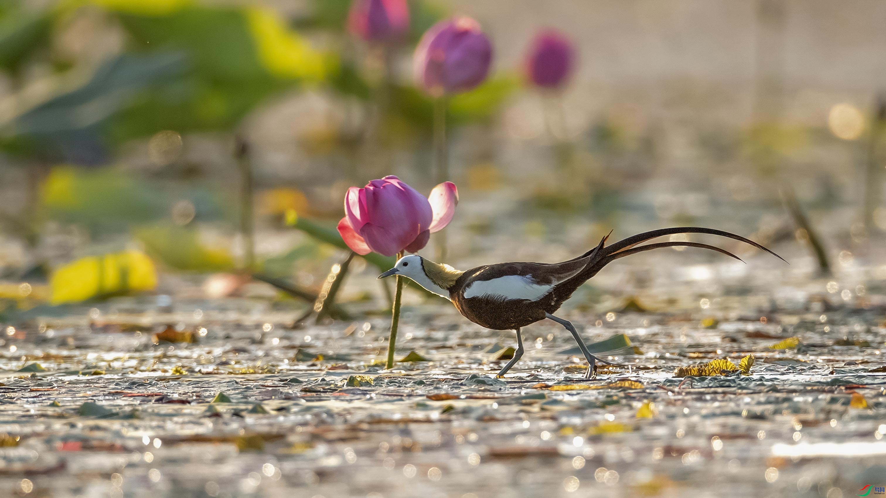 _M1I2052.jpg
