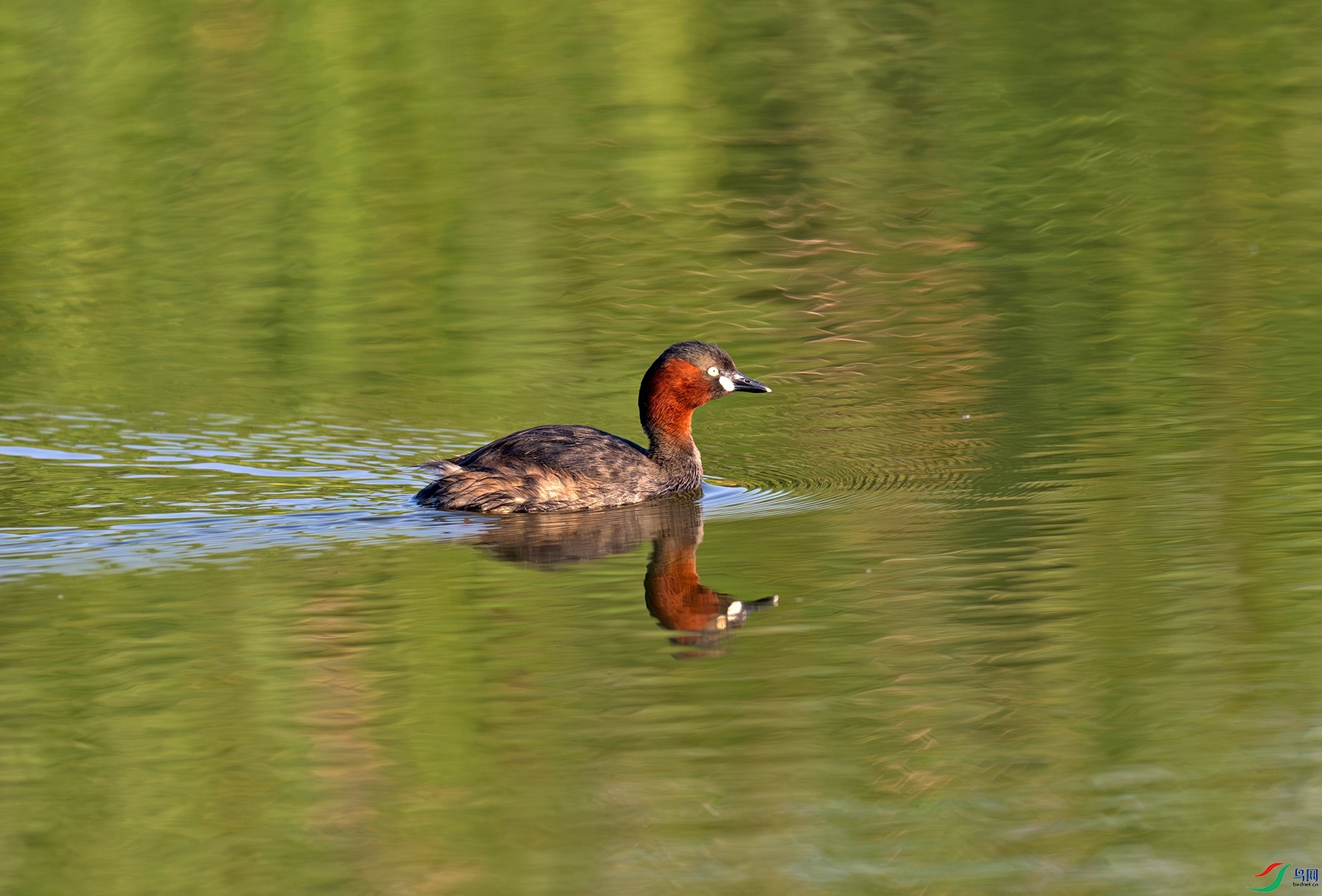 _DSC7680f.jpg