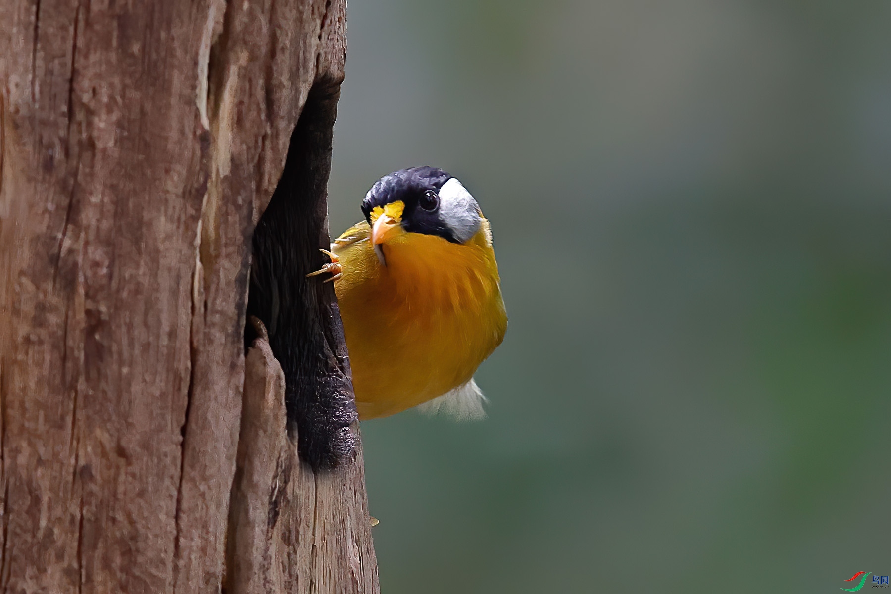 ������˼��