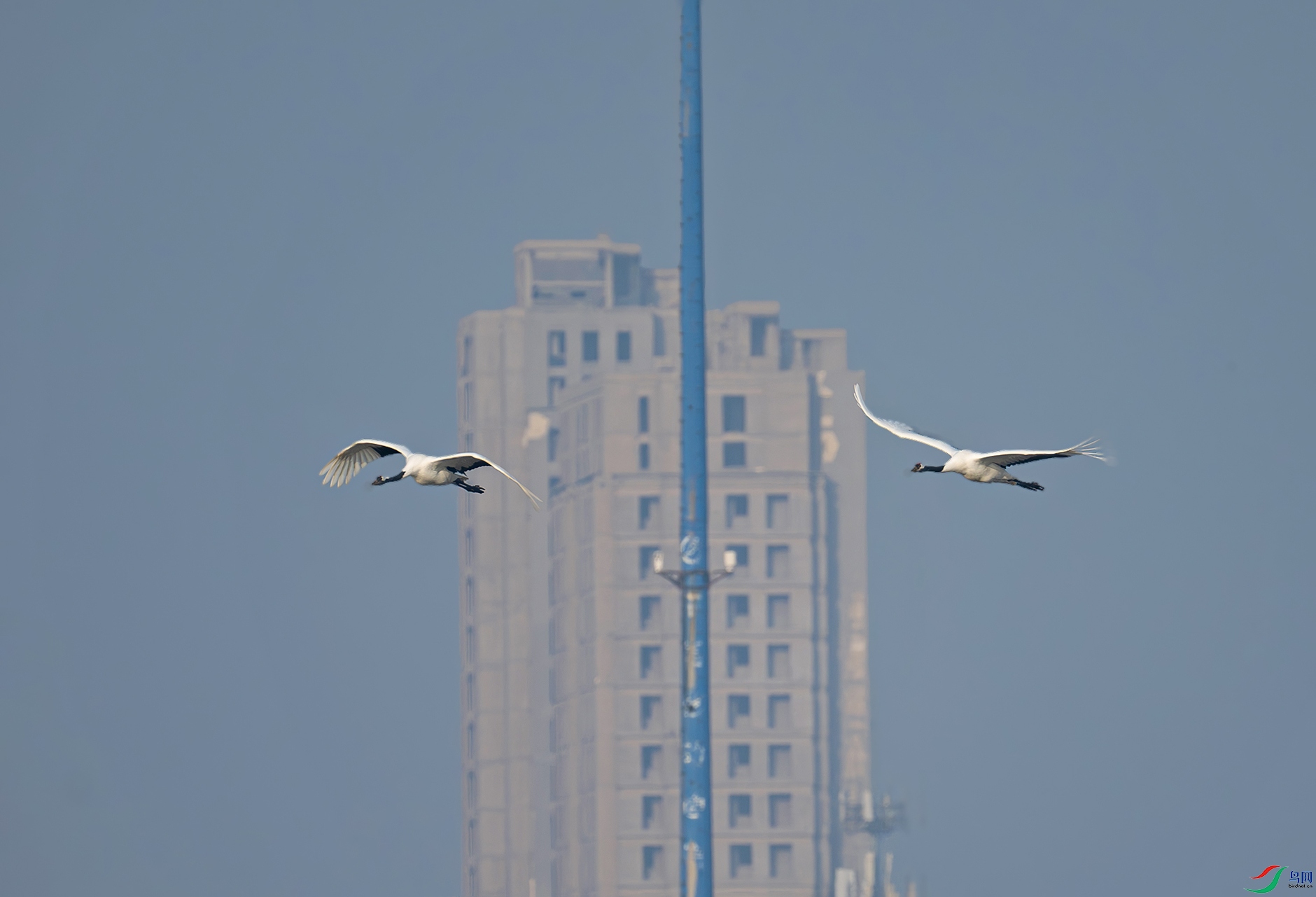 DSC_0973d.jpg