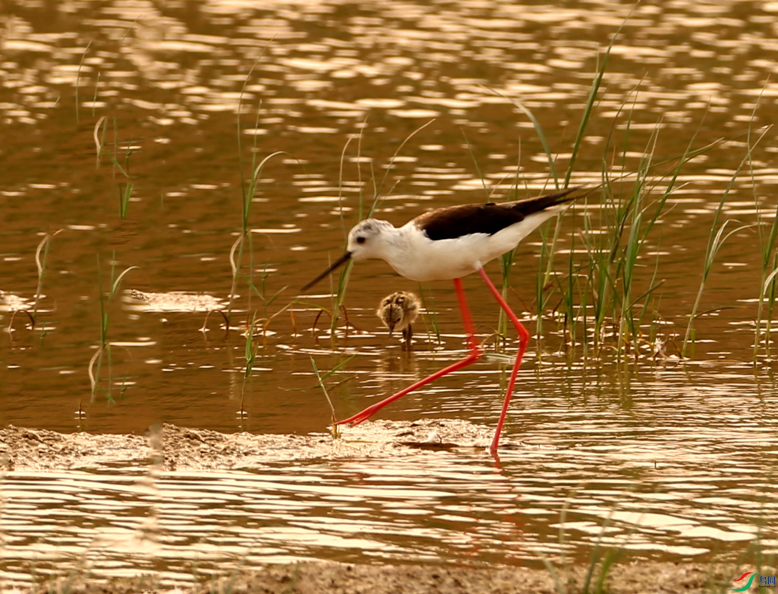 �ڳ᳤���� (3).JPG