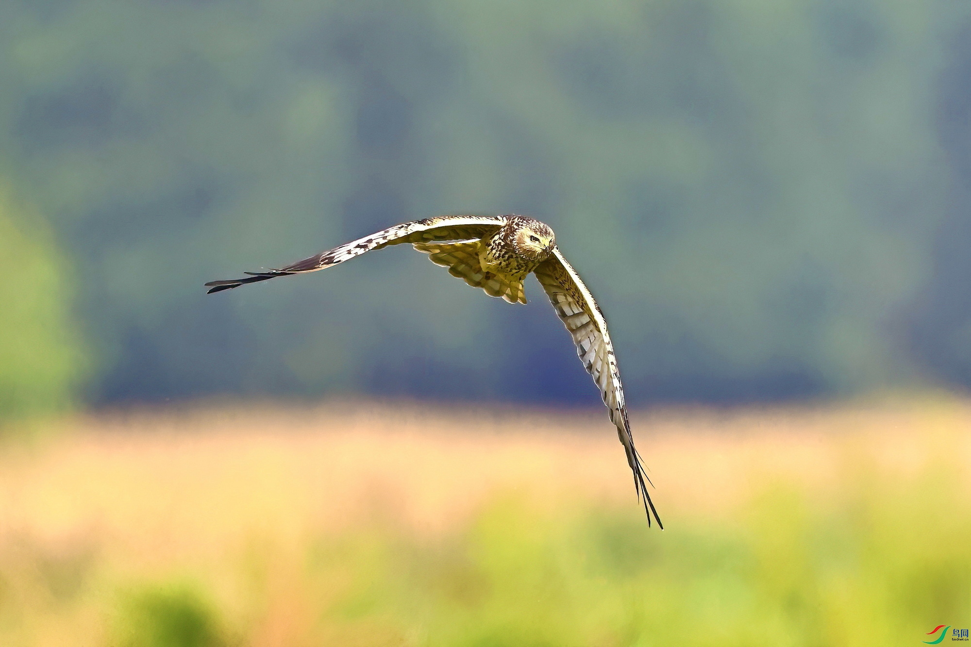IMG_2201-1.JPG