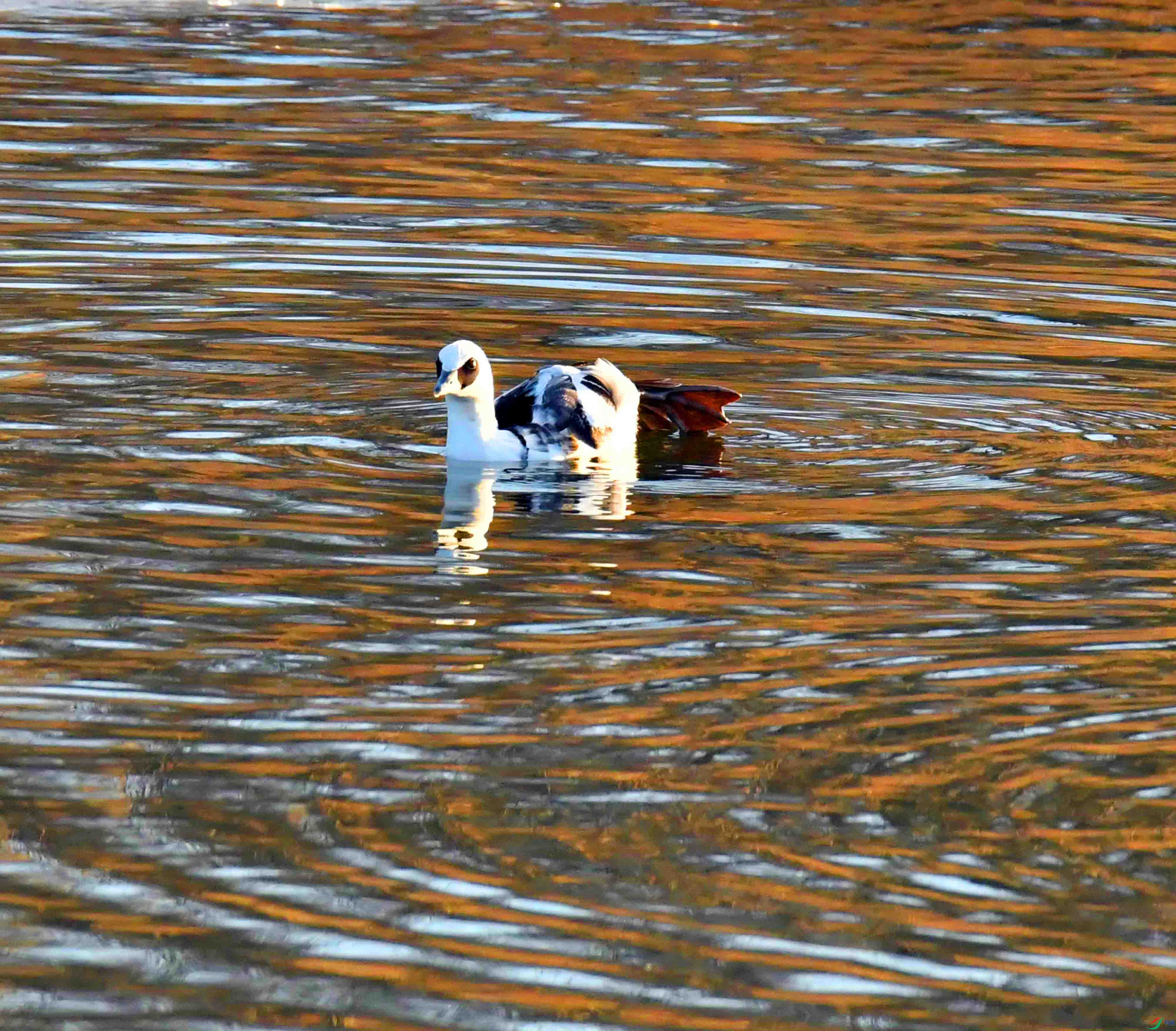 DSC_4927.JPG