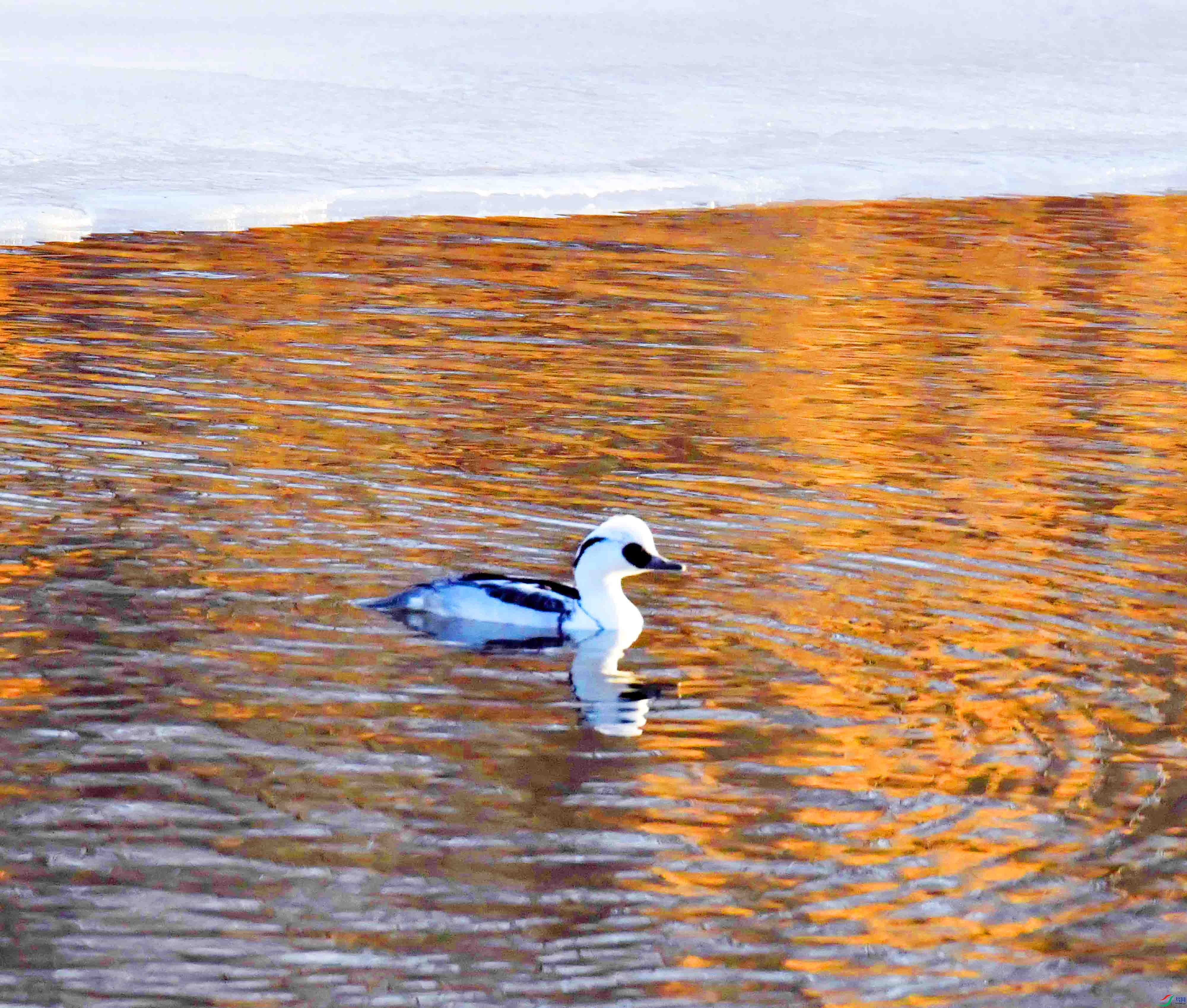 DSC_4933.JPG