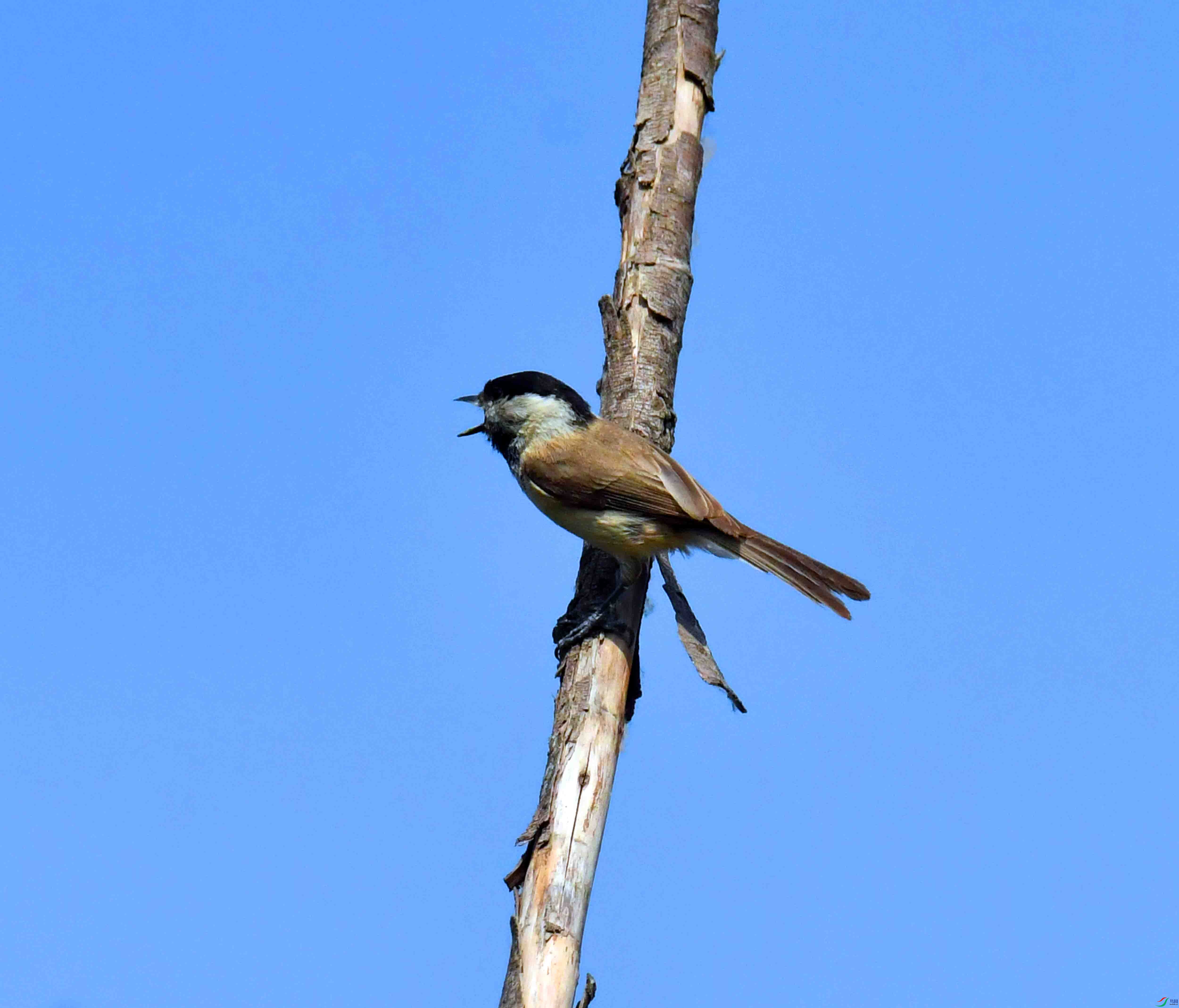 DSC_2109.JPG
